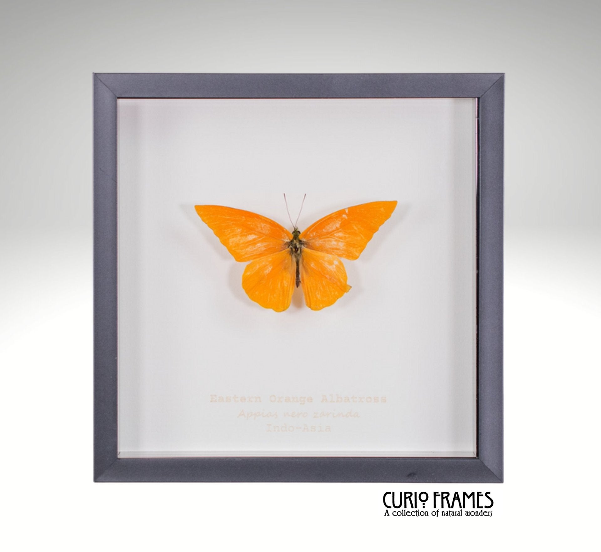 Eastern Orange Albatross