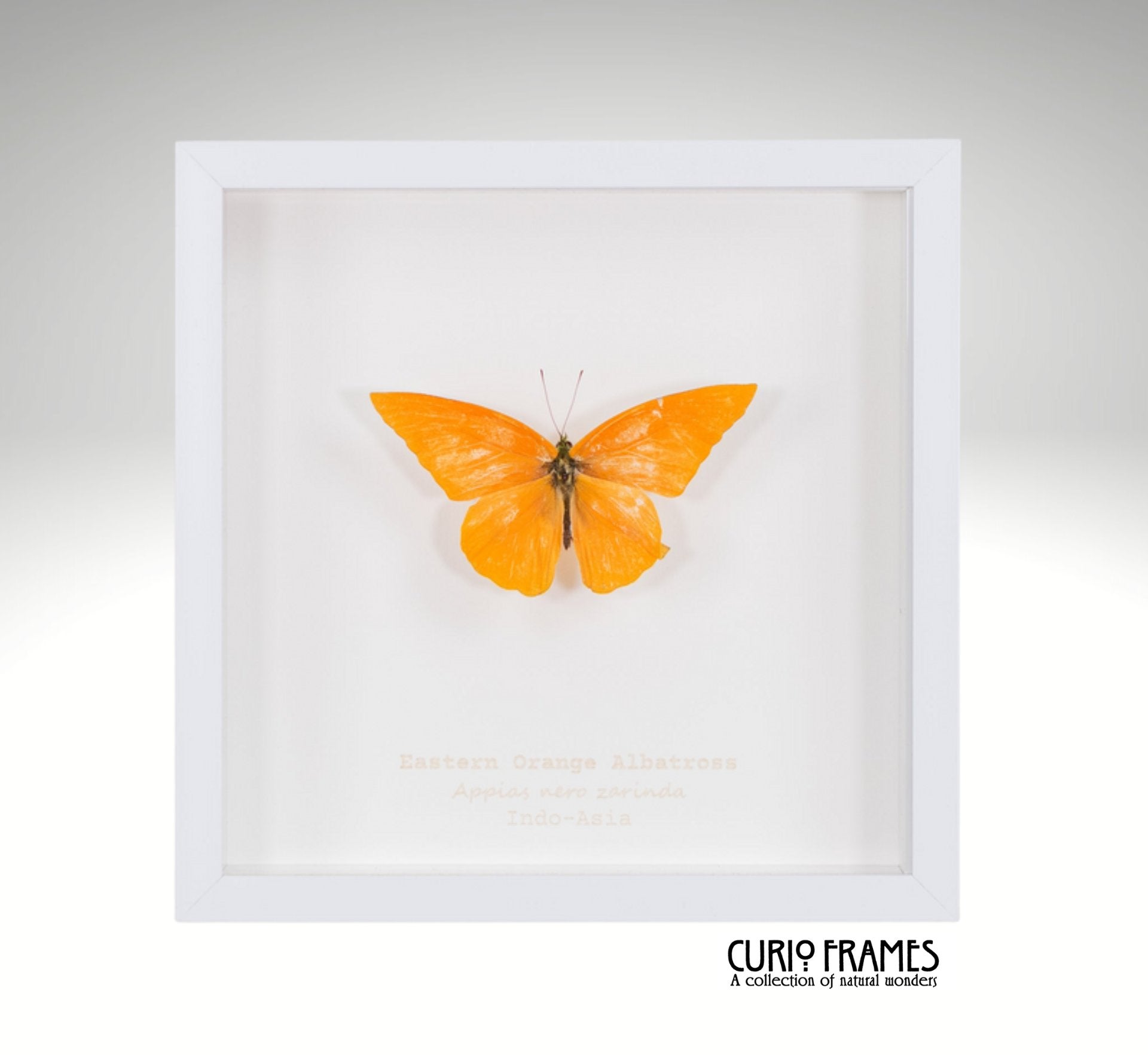 Eastern Orange Albatross