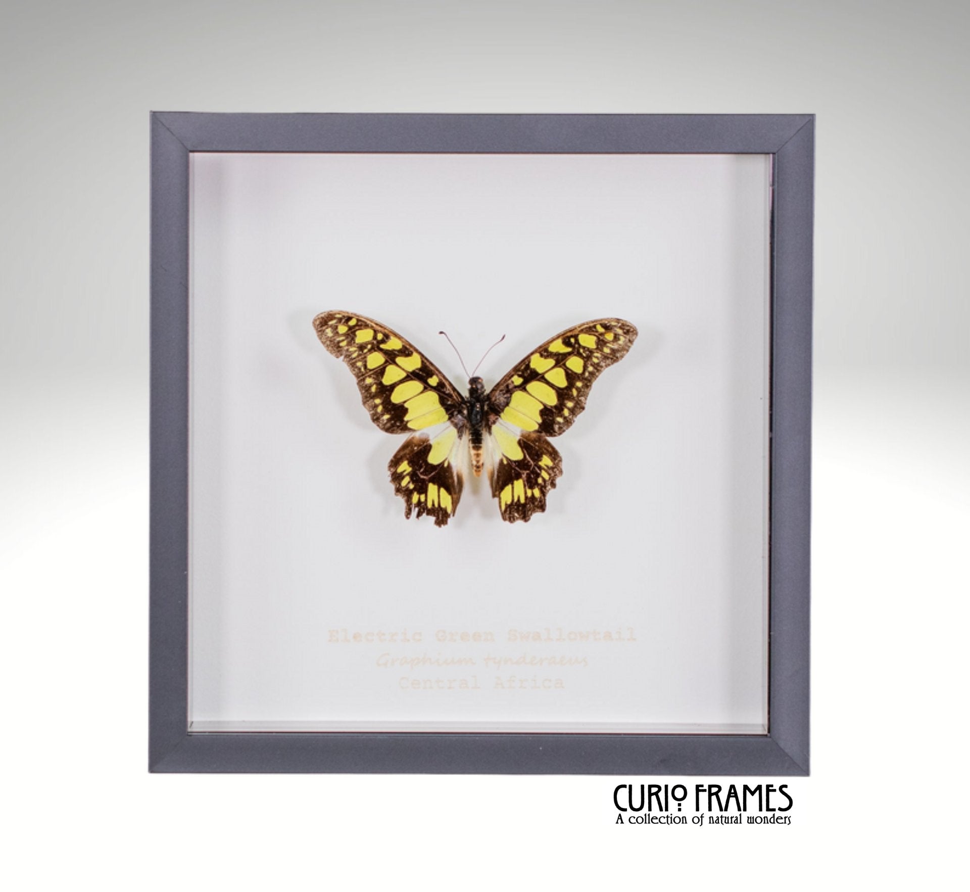 Electric Green Swordtail