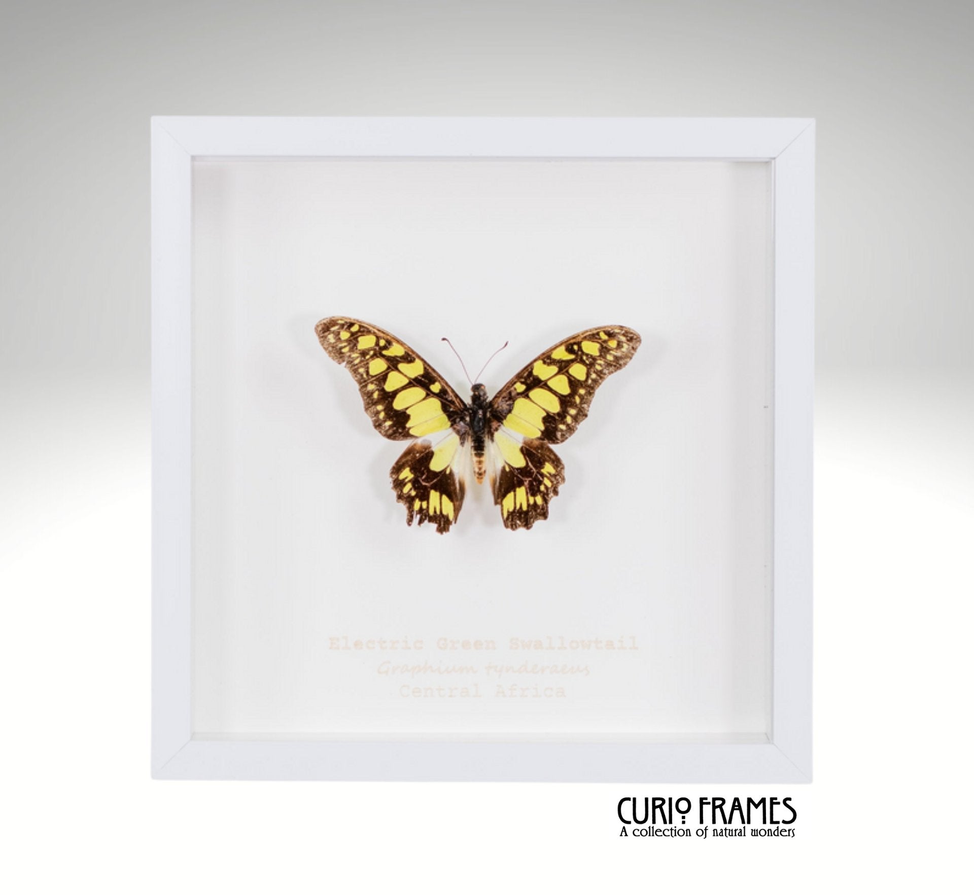 Electric Green Swordtail