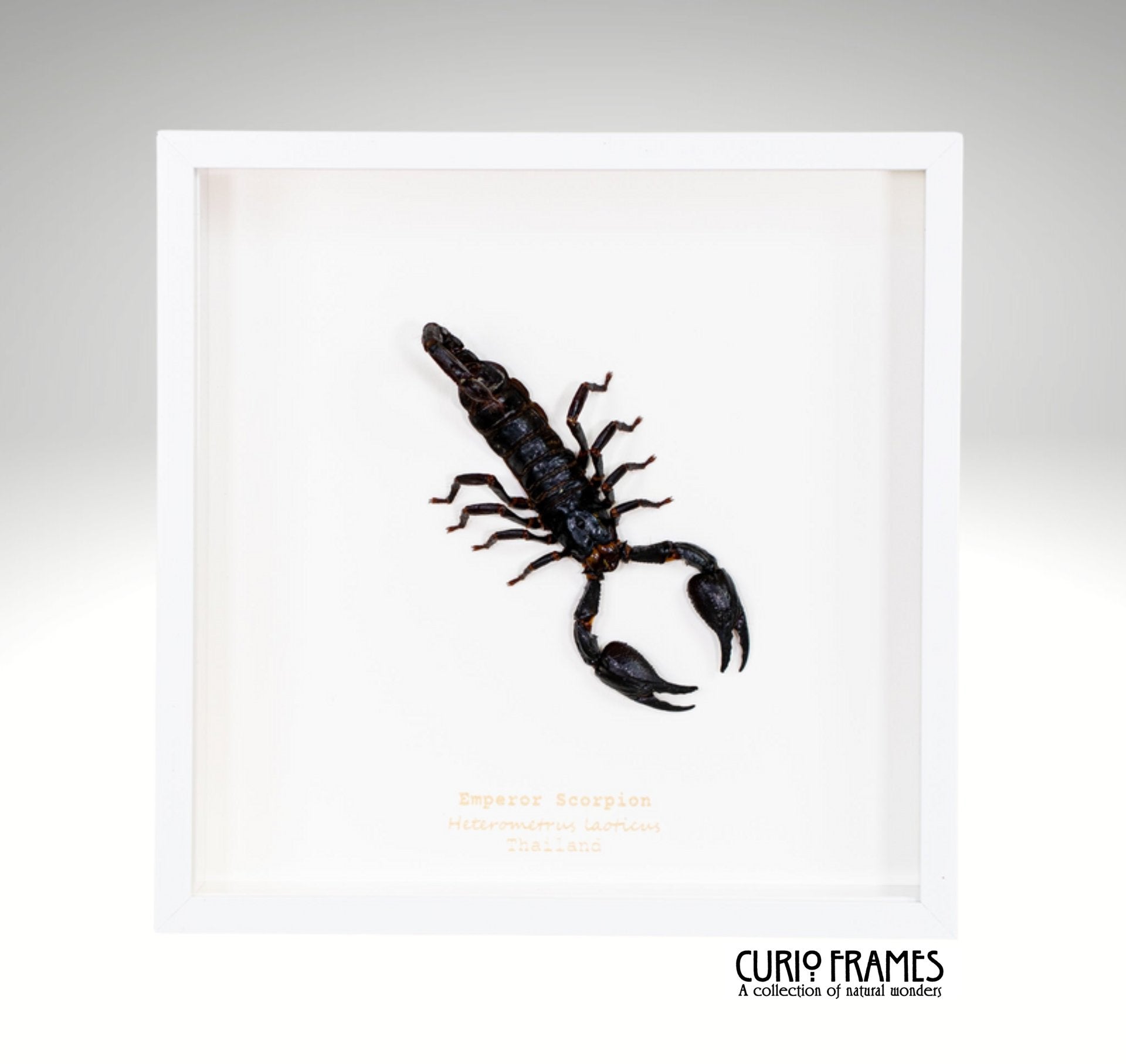 Emperor Scorpion (Large)