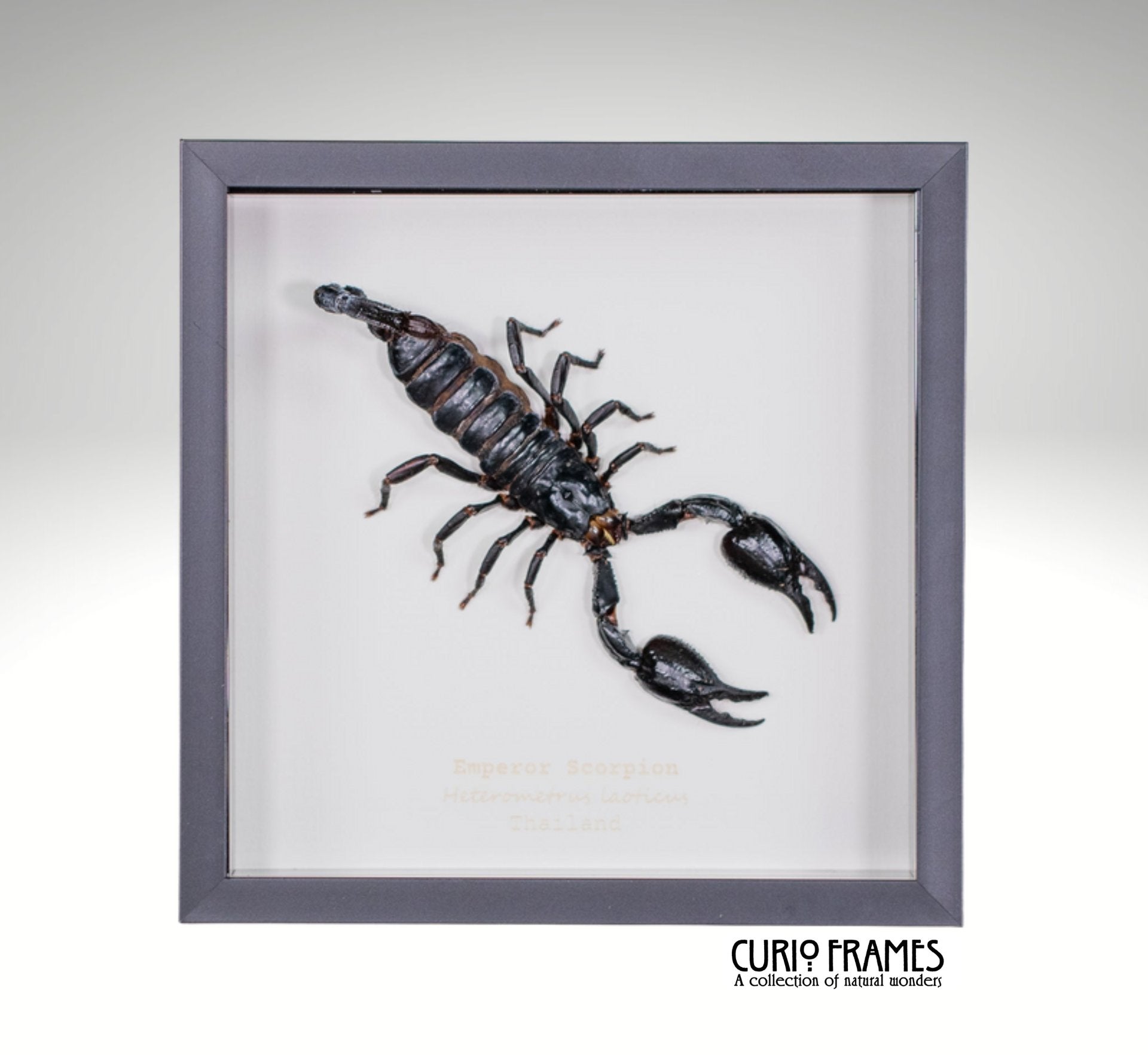 Emperor Scorpion