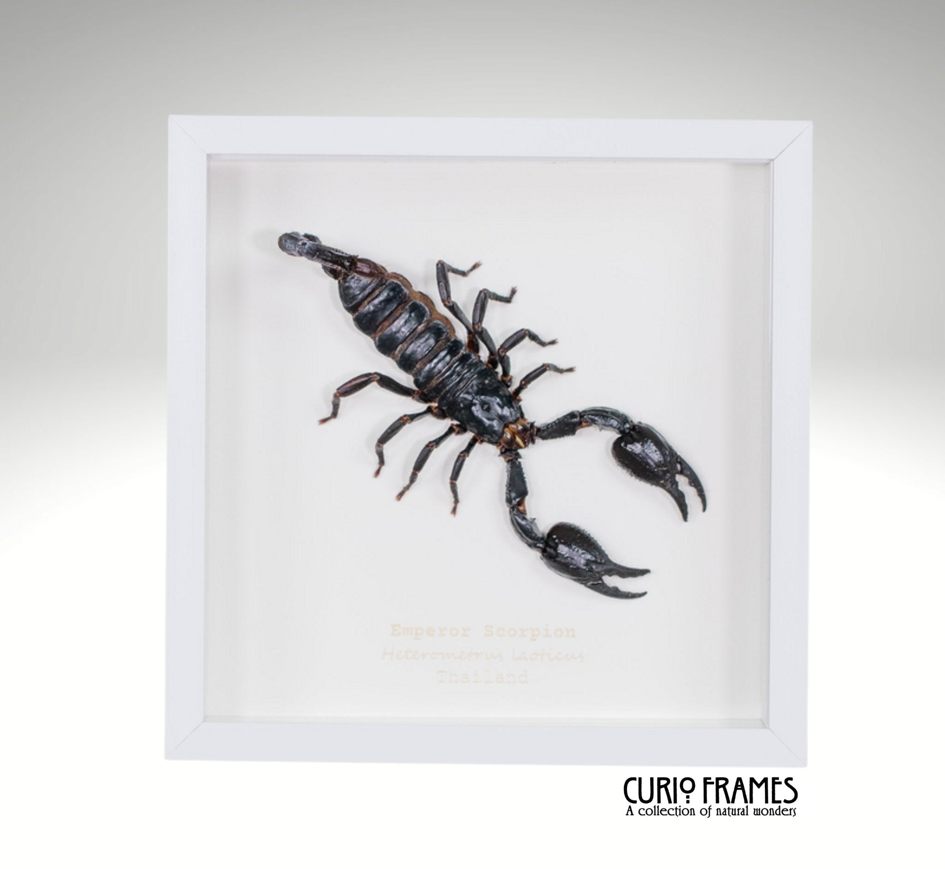 Emperor Scorpion