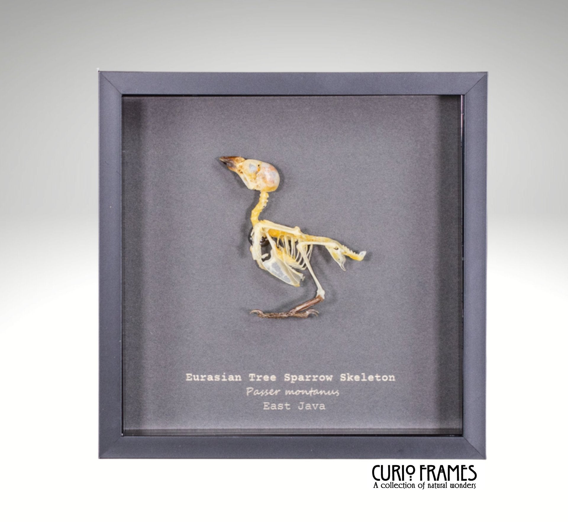 Eurasian Tree Sparrow Skeleton