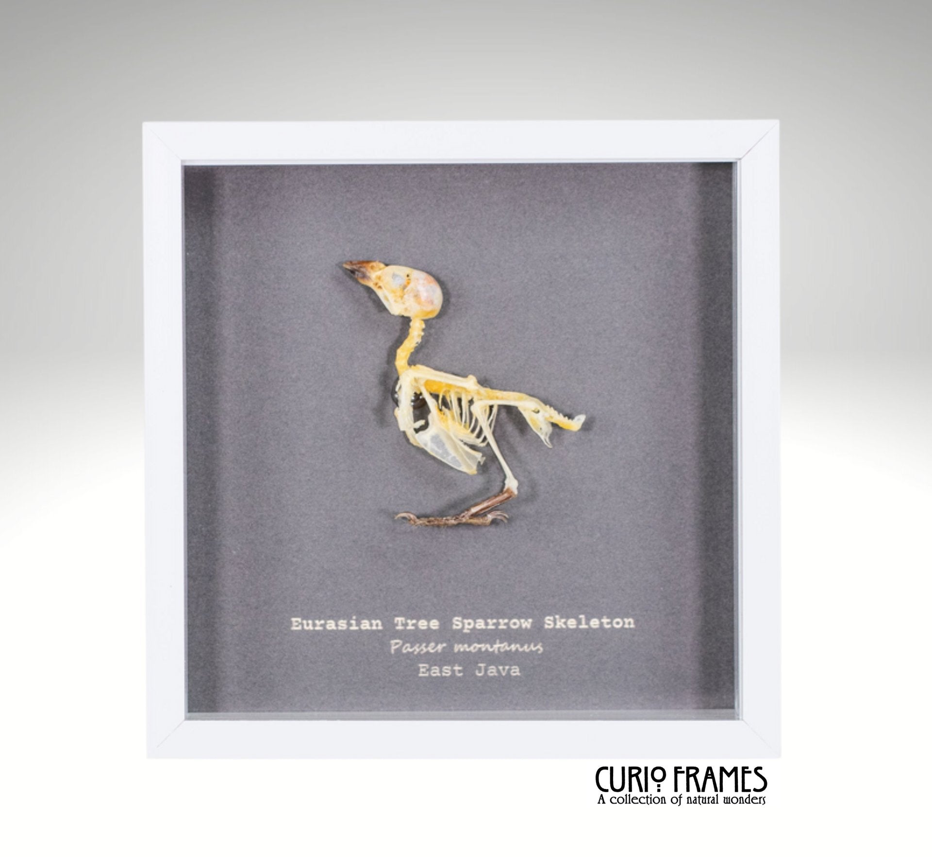 Eurasian Tree Sparrow Skeleton