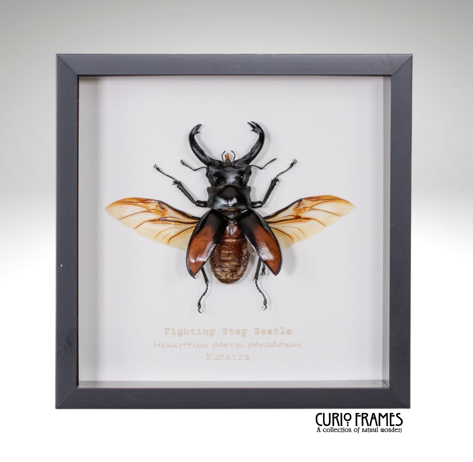 Fighting Stag Beetle