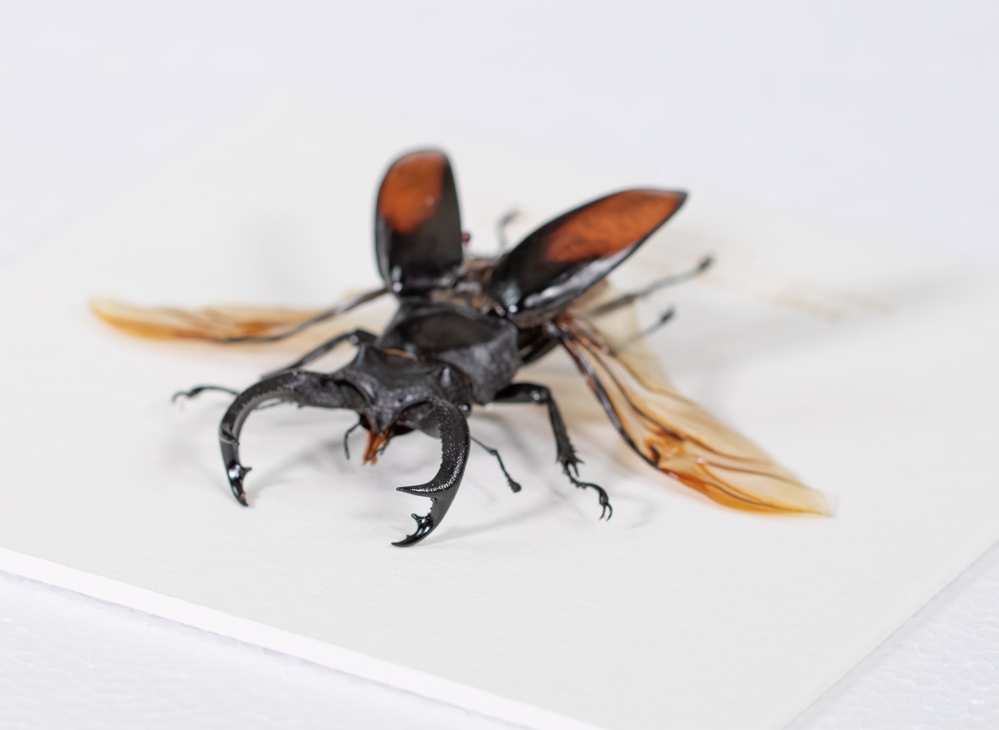 Fighting Stag Beetle