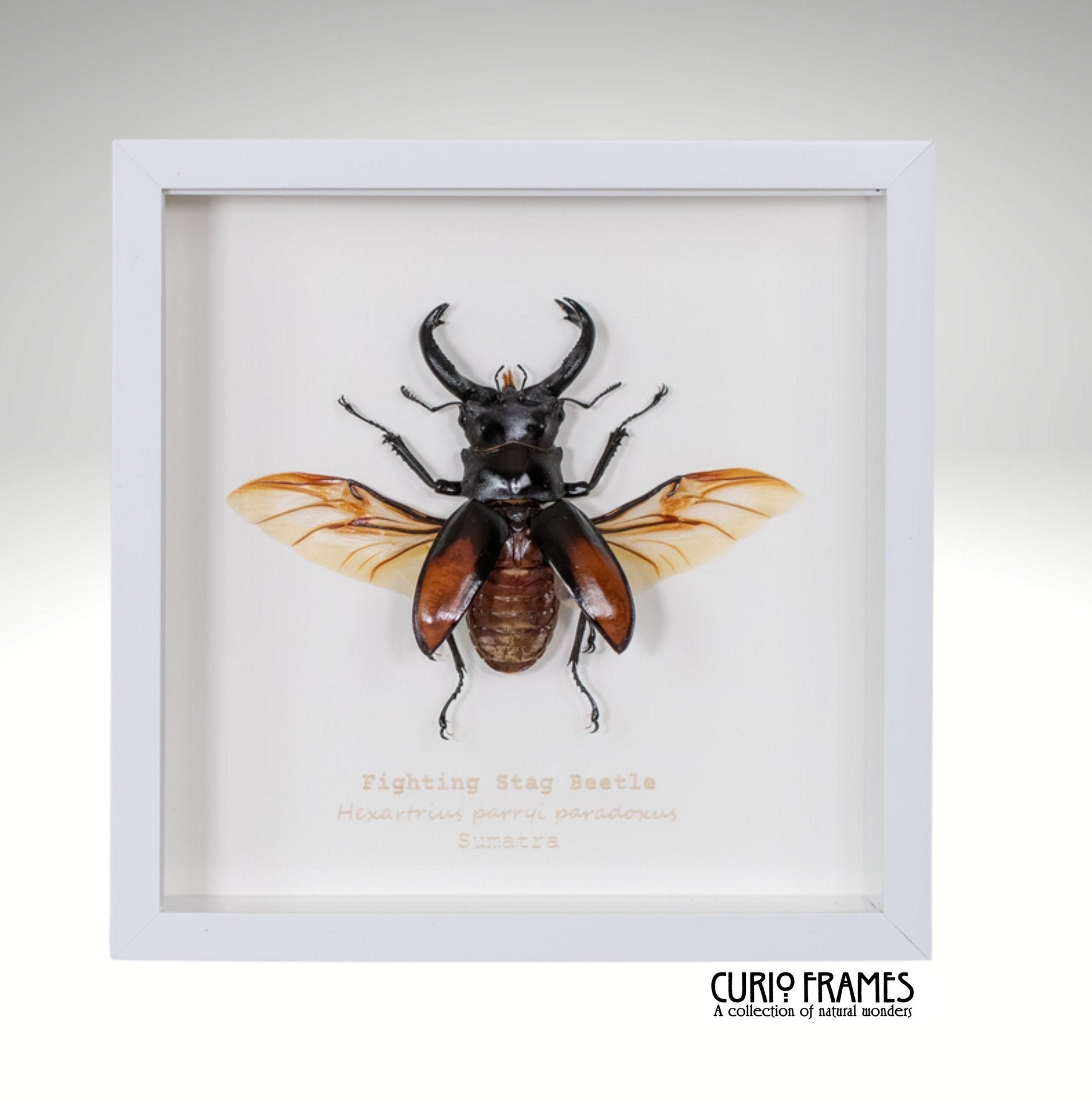 Fighting Stag Beetle