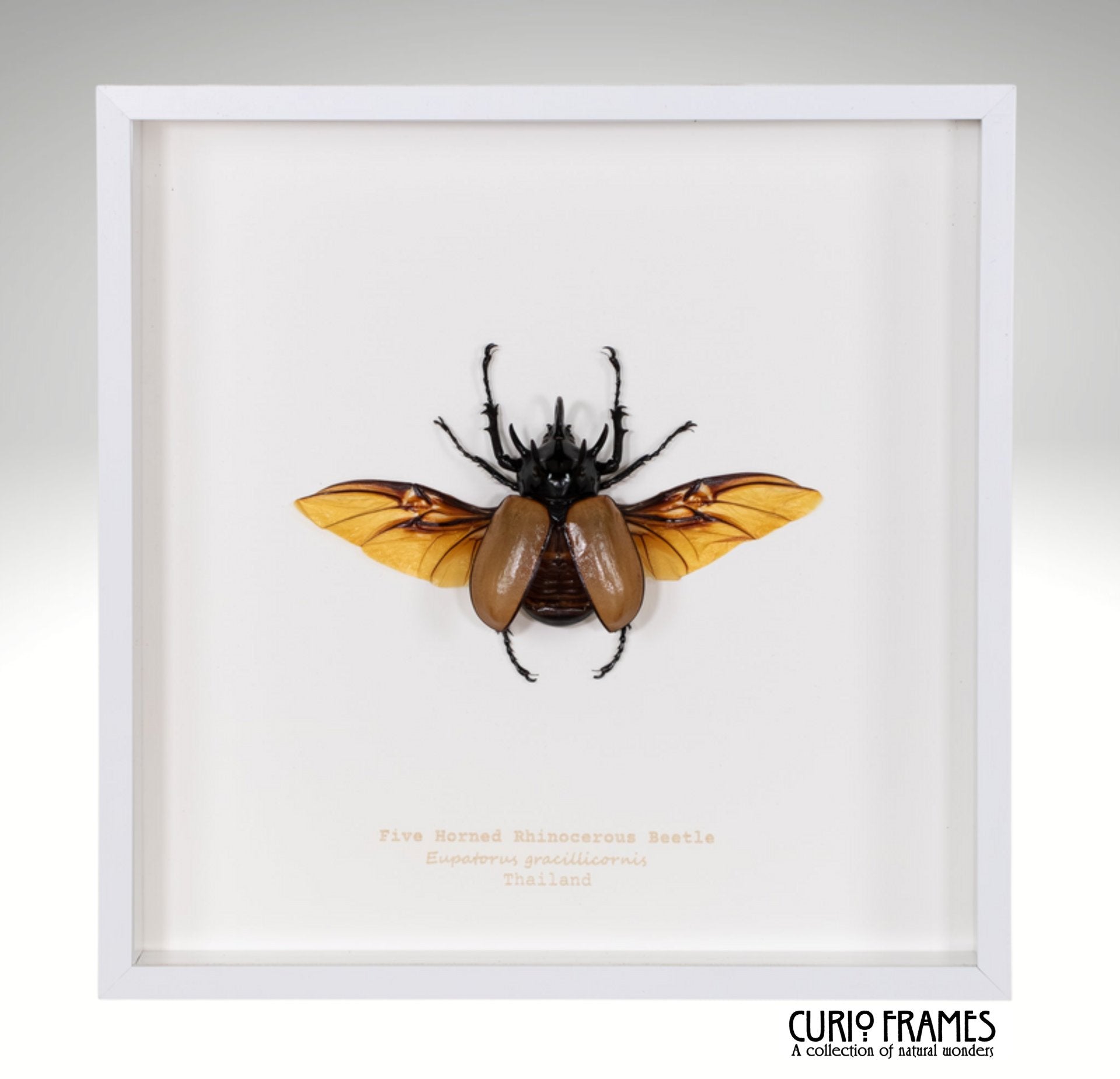 Five Horned Rhinocerous Beetle