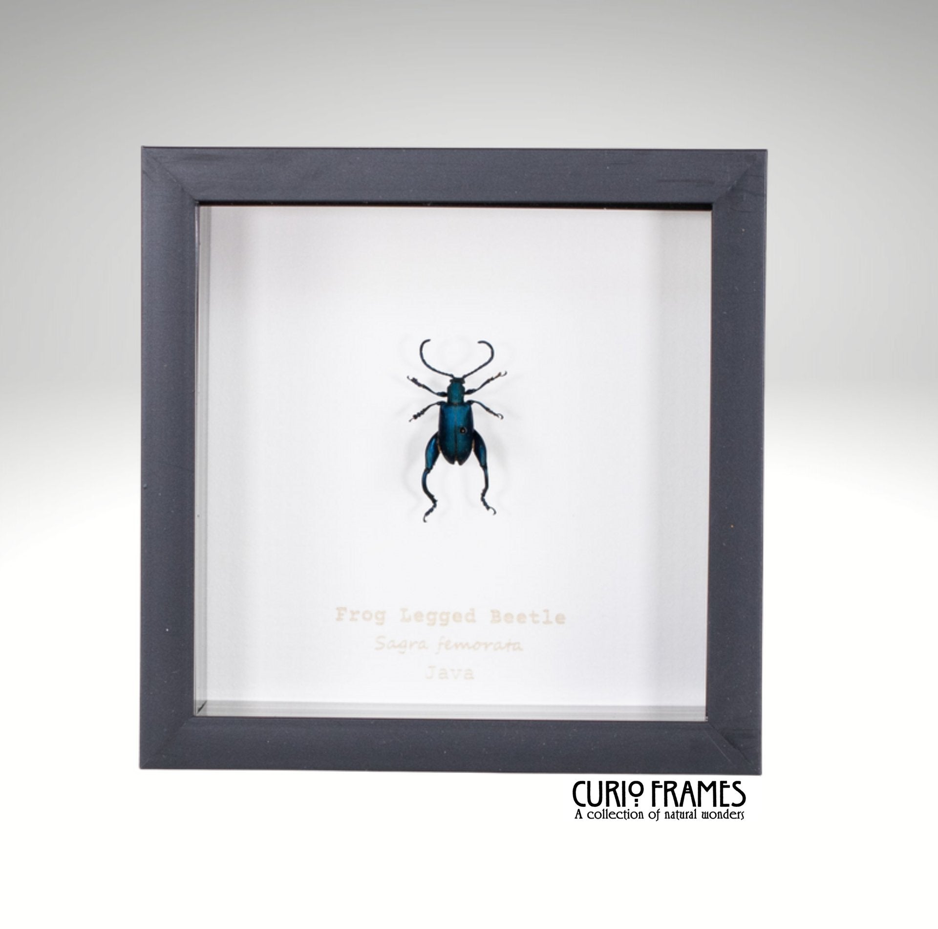 Frog Legged Beetle