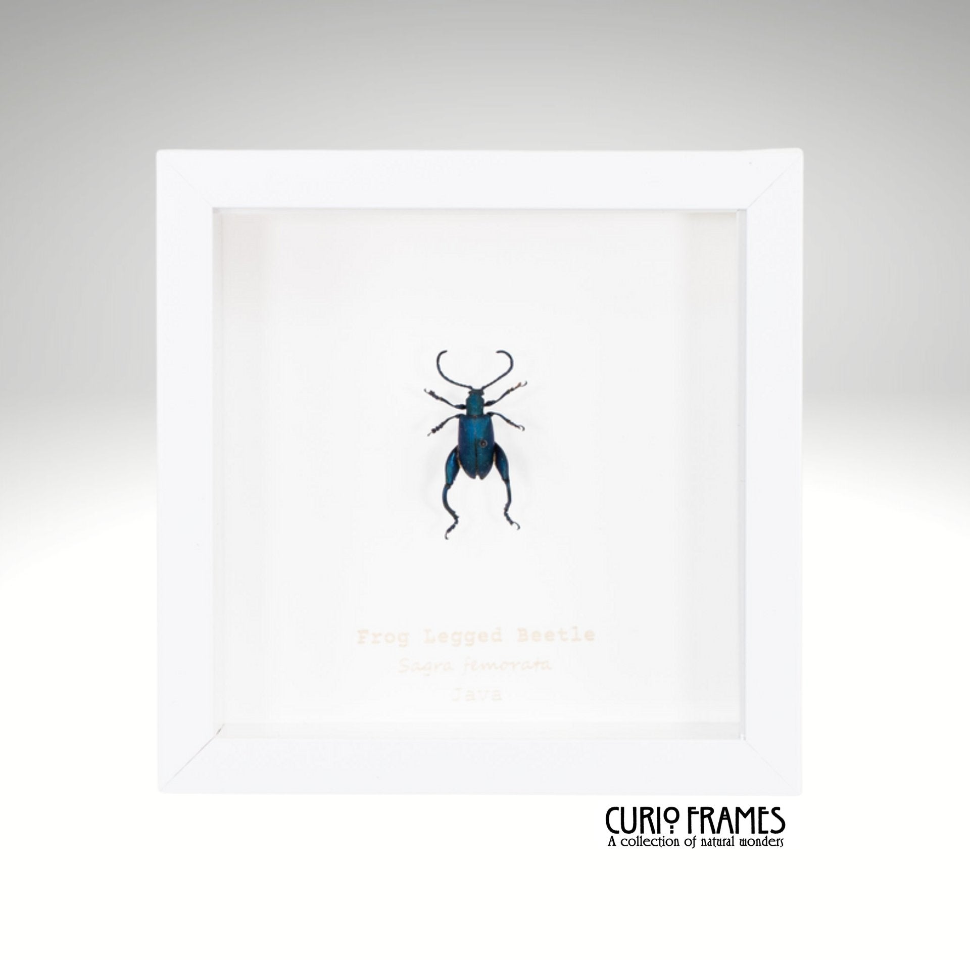 Frog Legged Beetle