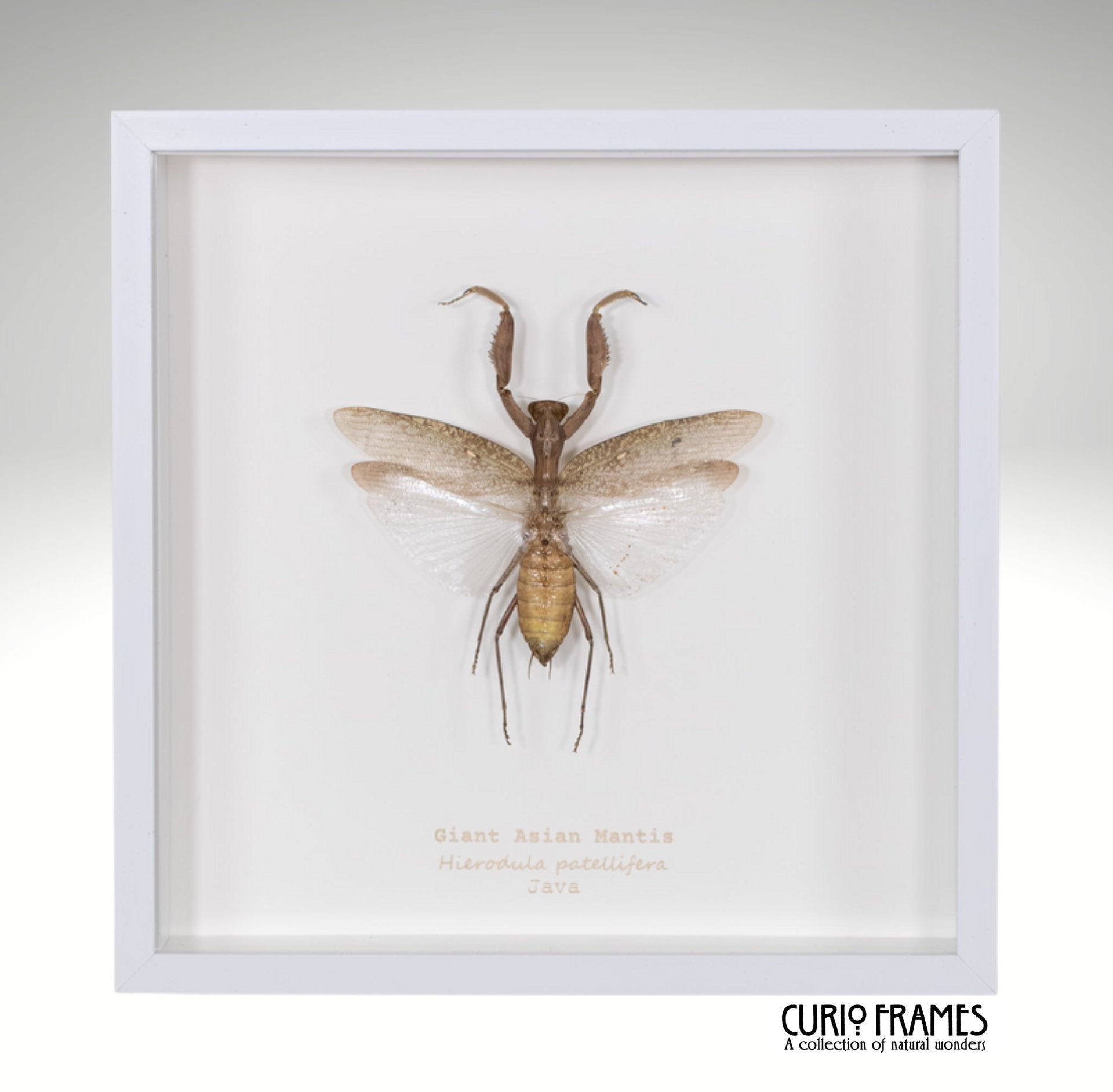 Giant Asian Mantis