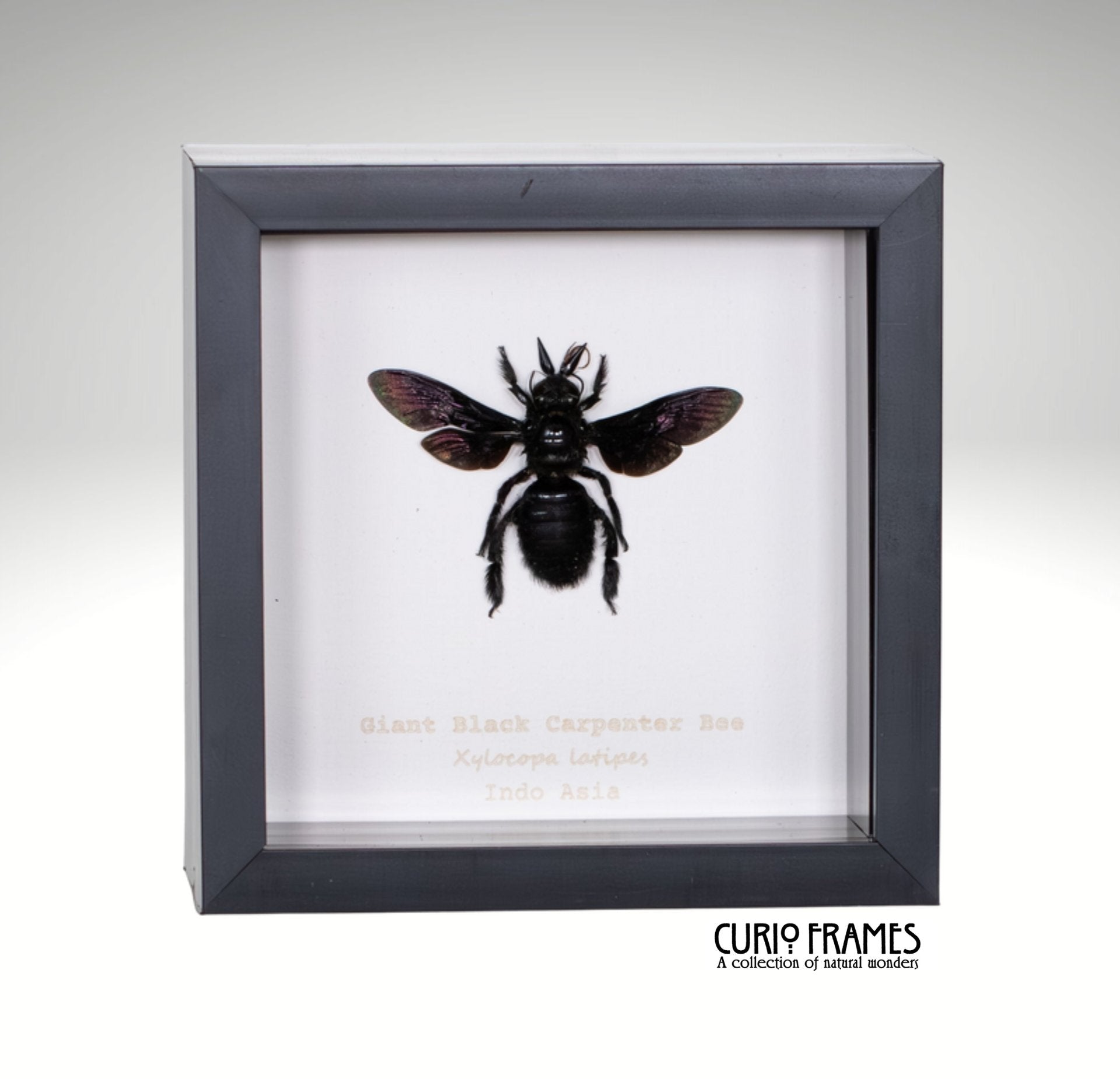 Giant Black Carpenter Bee
