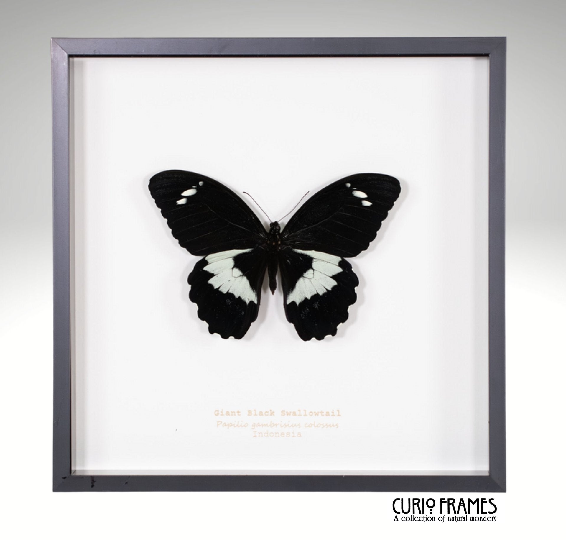 Giant Black Swallowtail