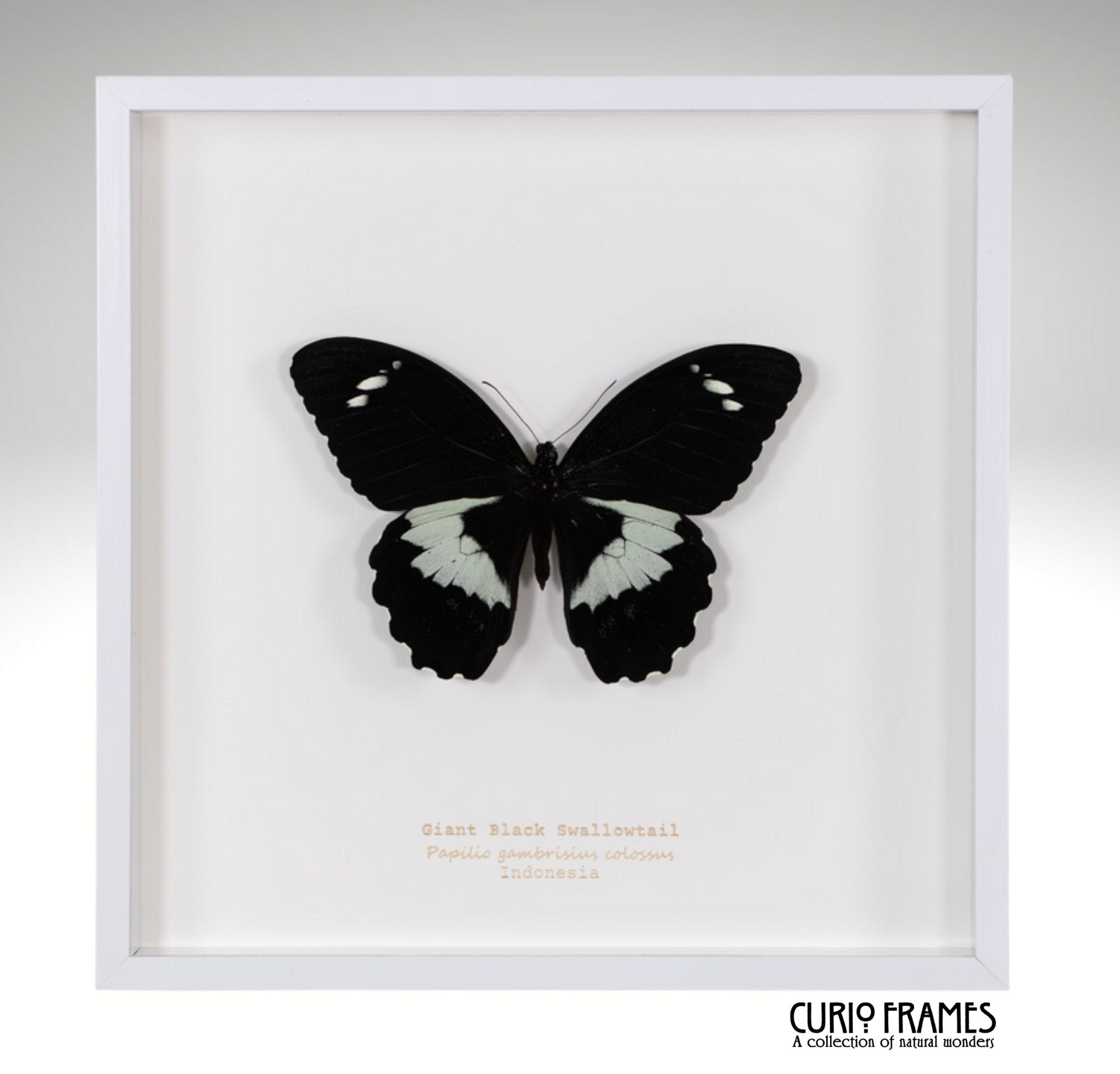 Giant Black Swallowtail