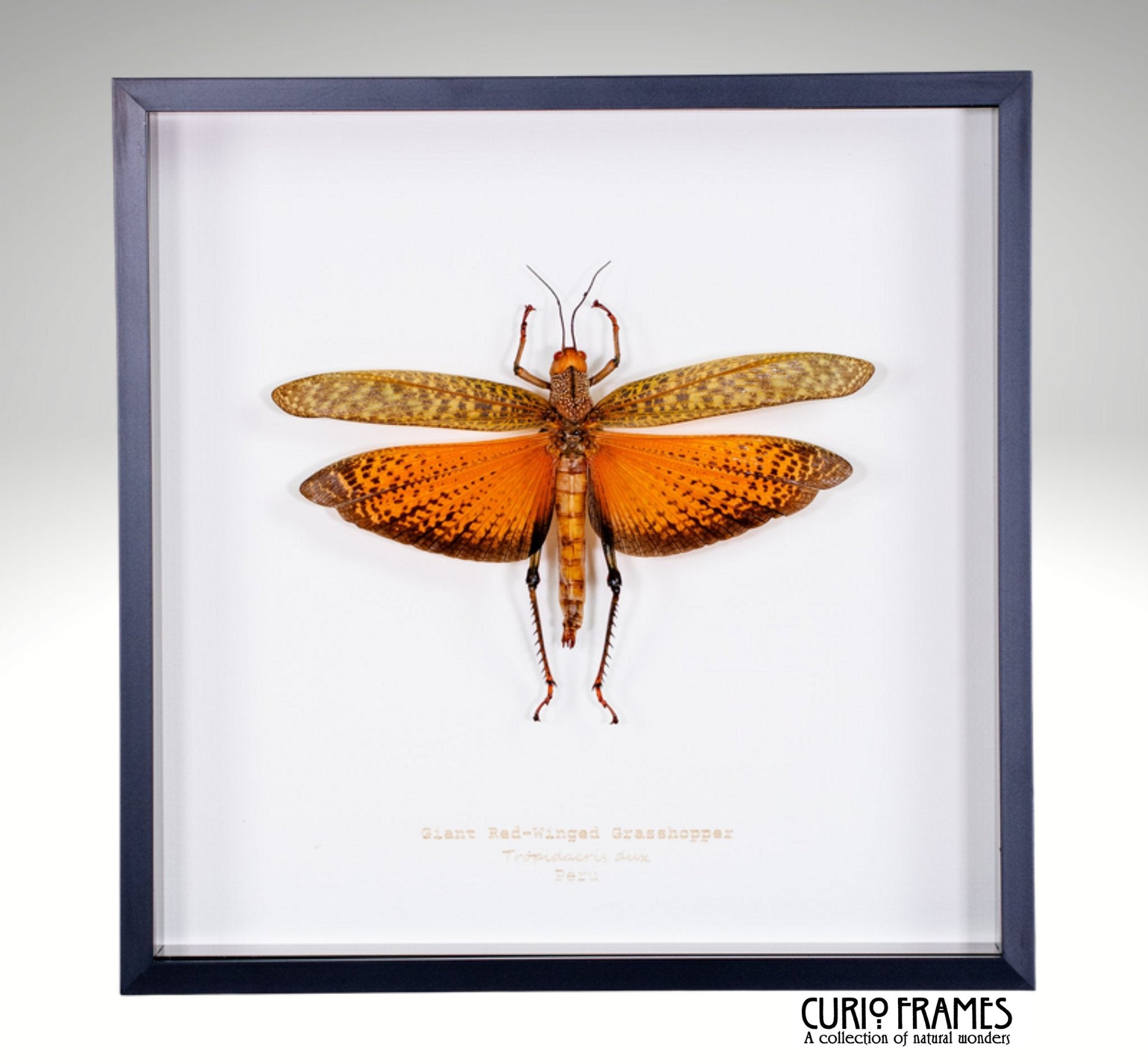 Giant Red Winged Grasshopper