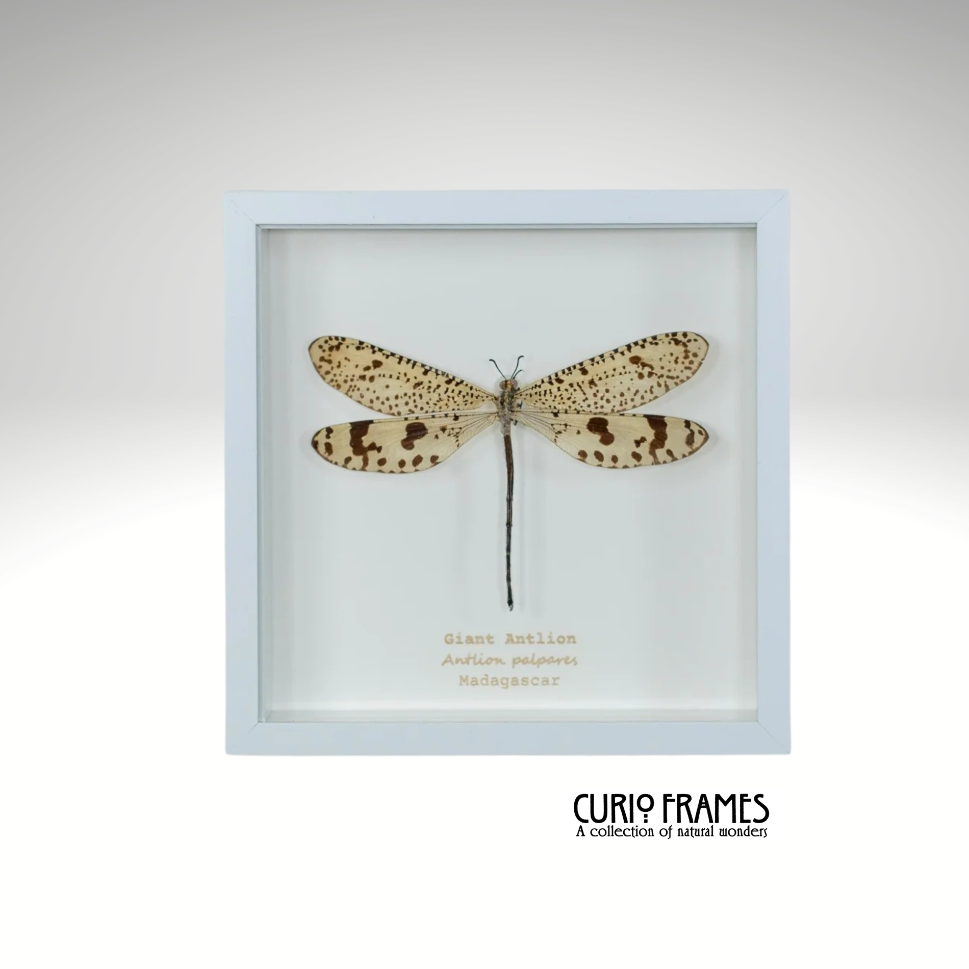 Giant Antlion
