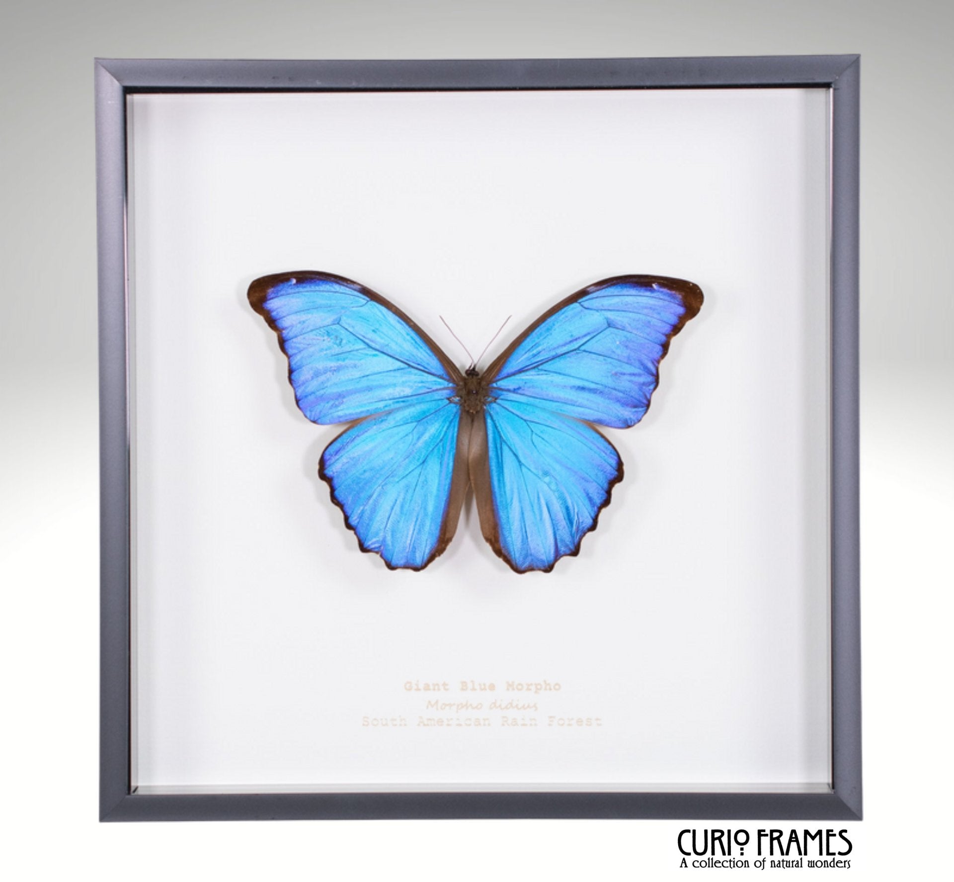 Giant Blue Morpho