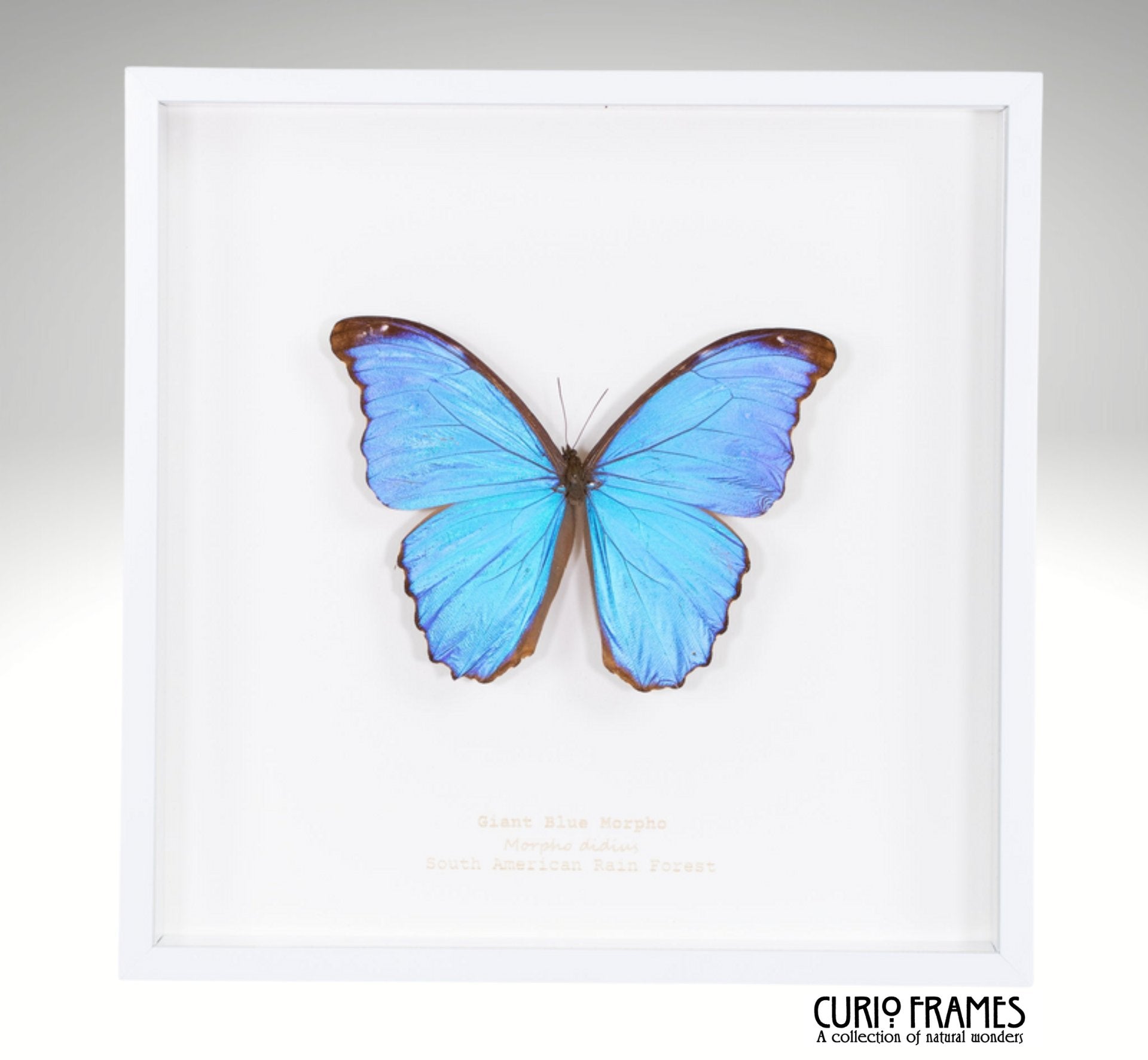 Giant Blue Morpho