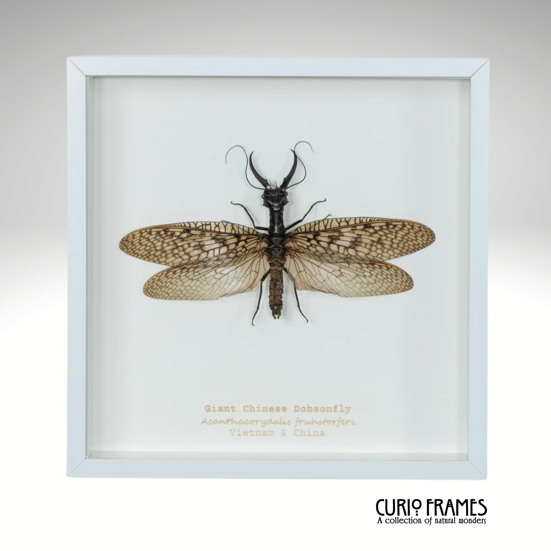 Giant Chinese Dobsonfly