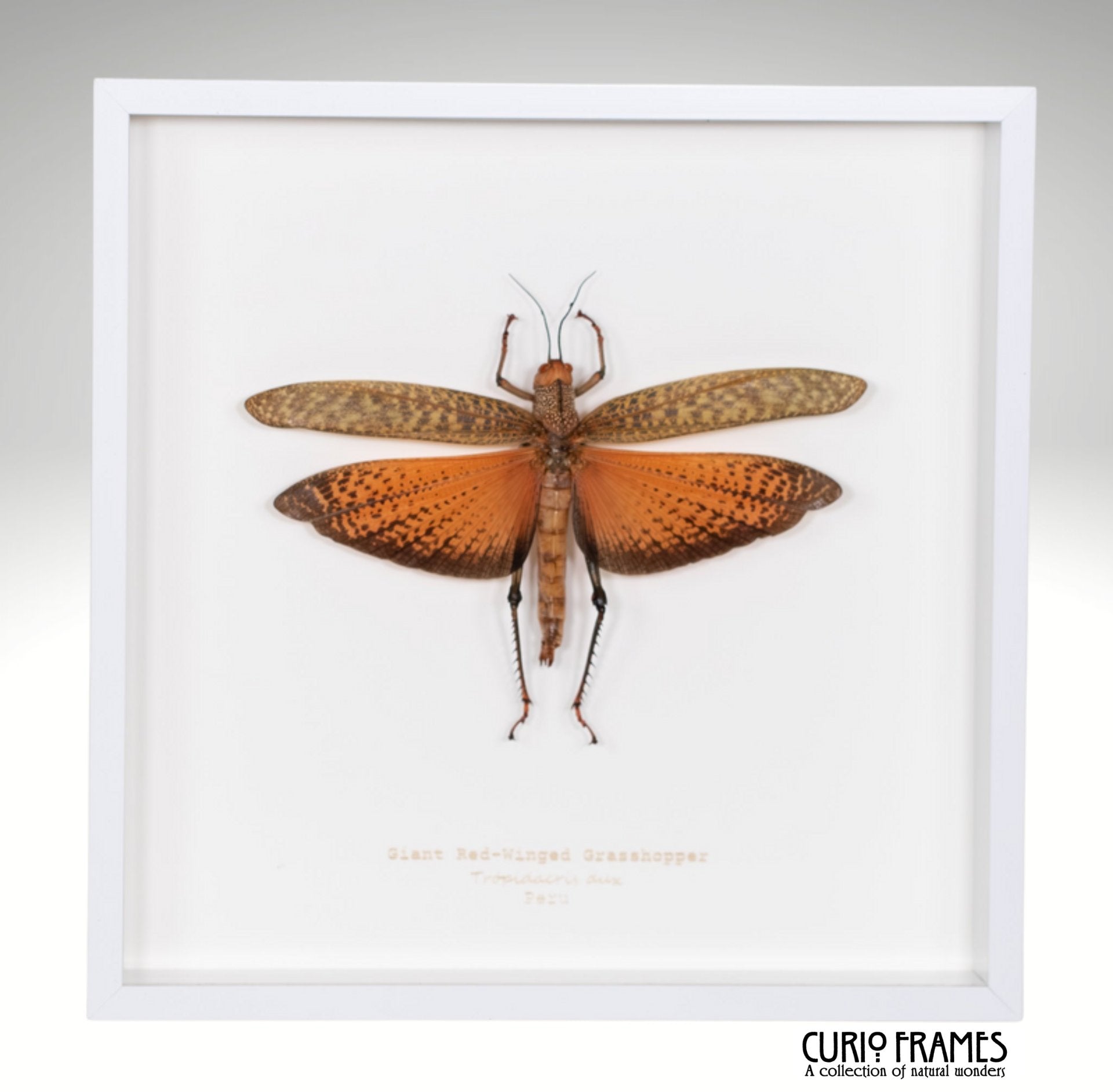 Giant Red Winged Grasshopper