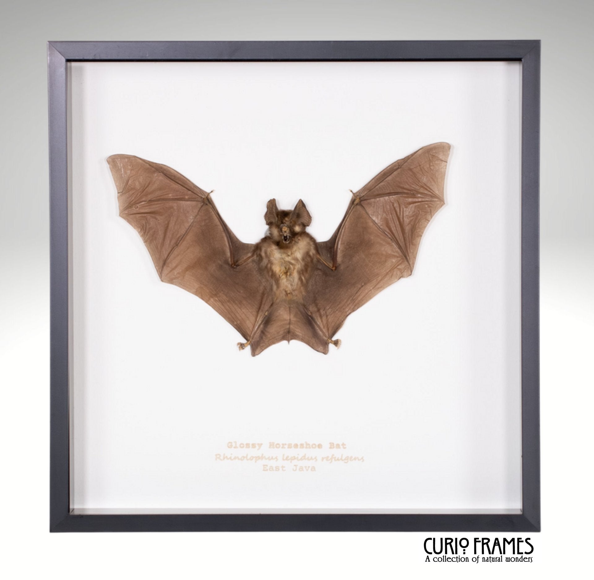 Glossy Horseshoe Bat