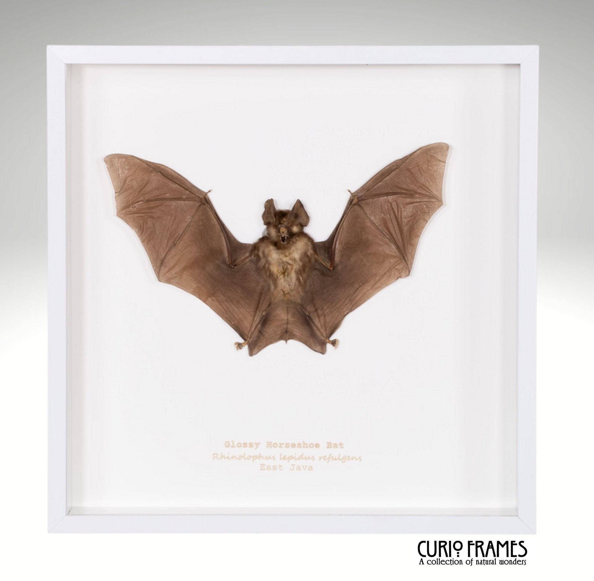 Glossy Horseshoe Bat