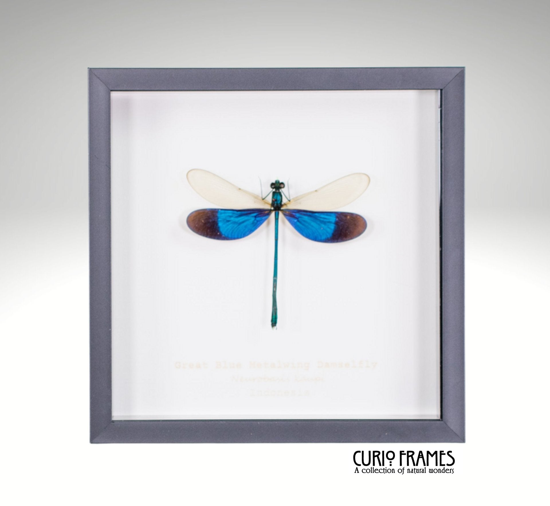 Great Blue Metalwing Damselfly