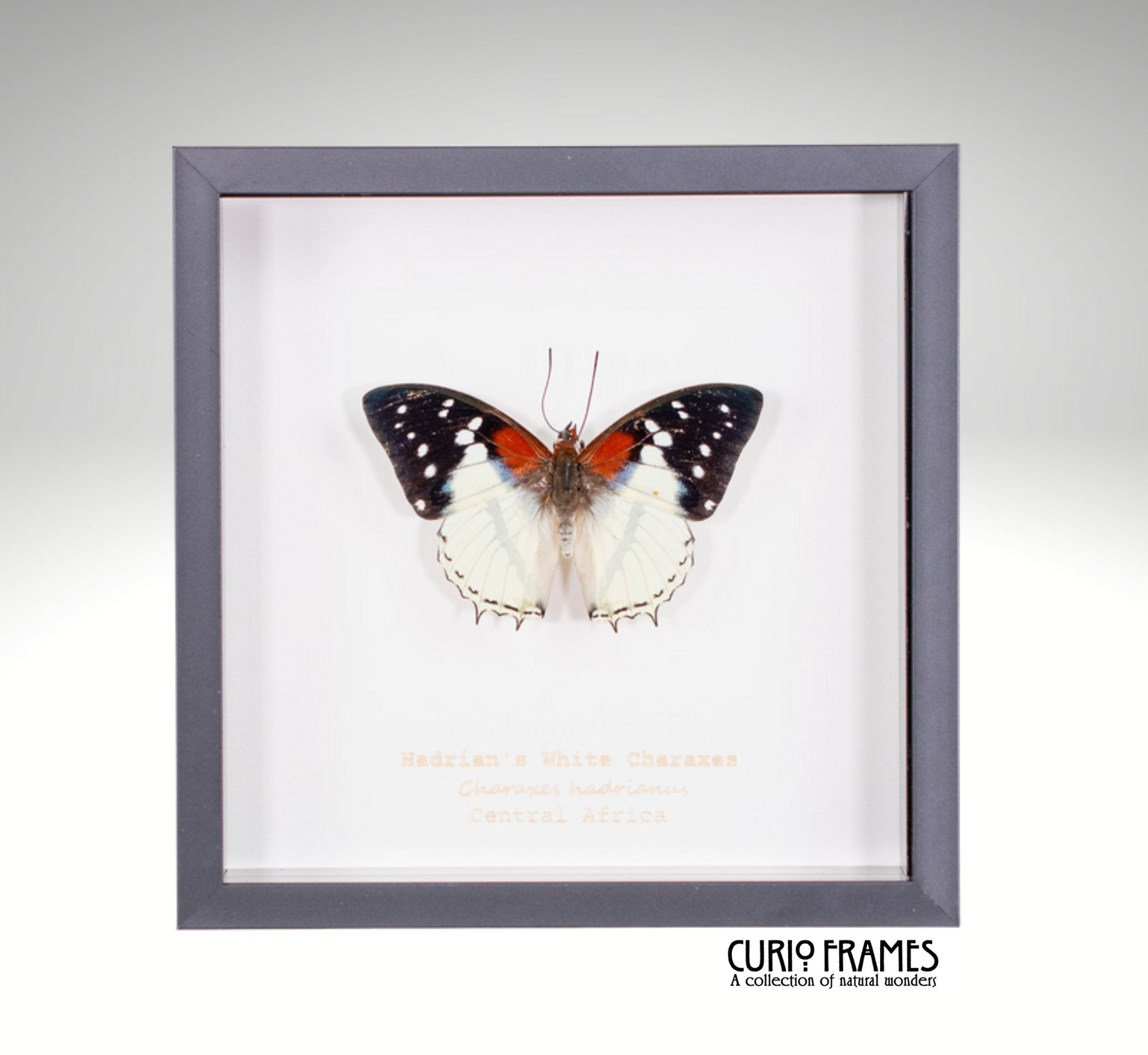 Hadrians White Charaxes