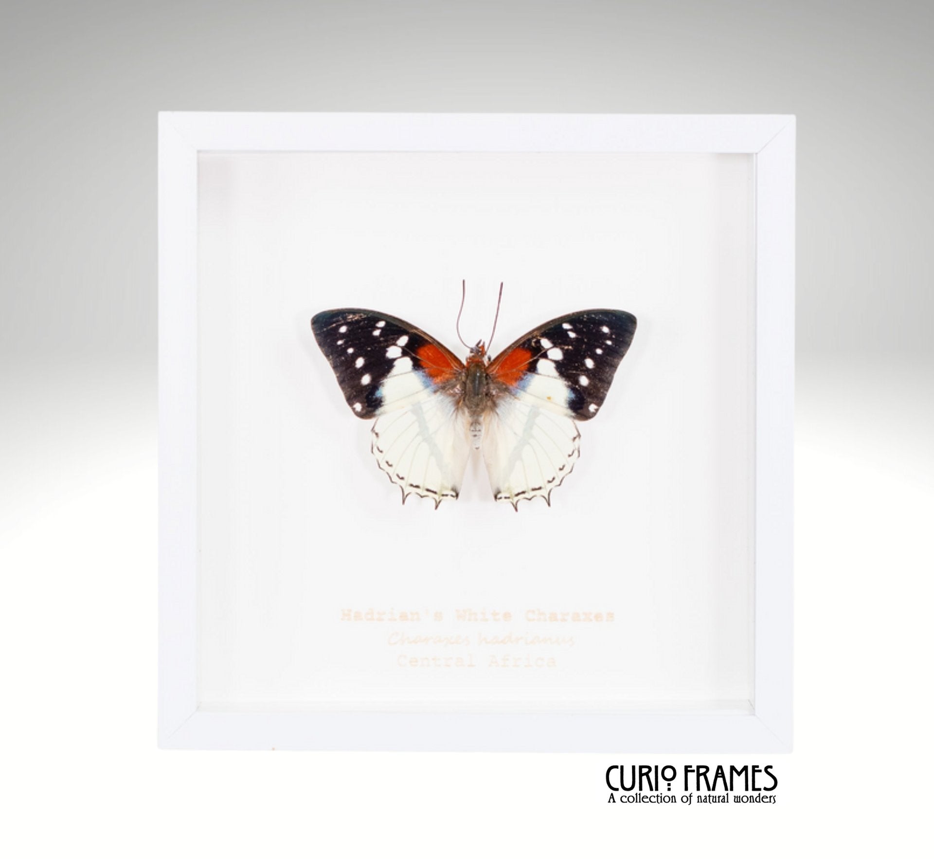 Hadrians White Charaxes