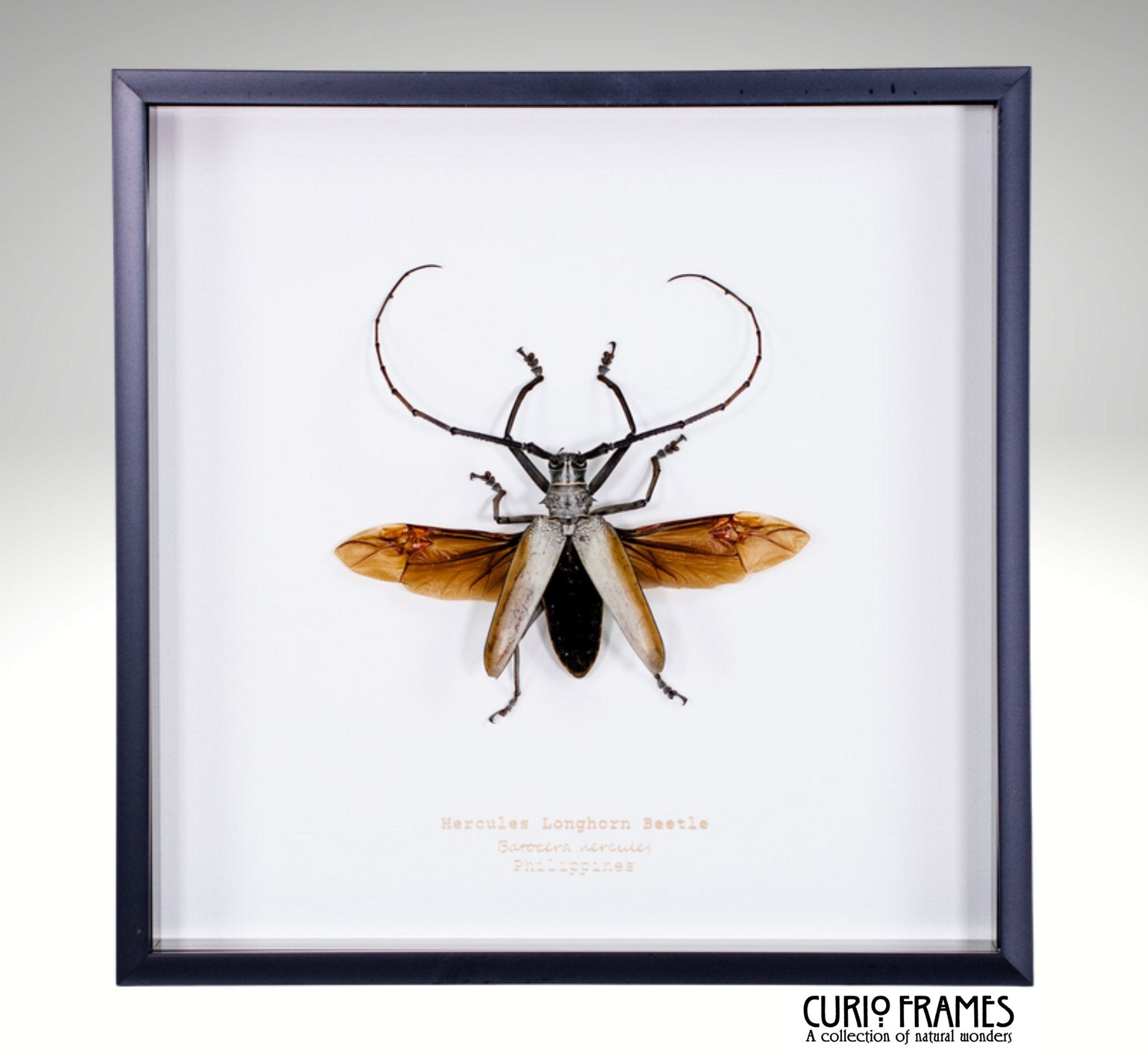 Hercules Longhorn Beetle