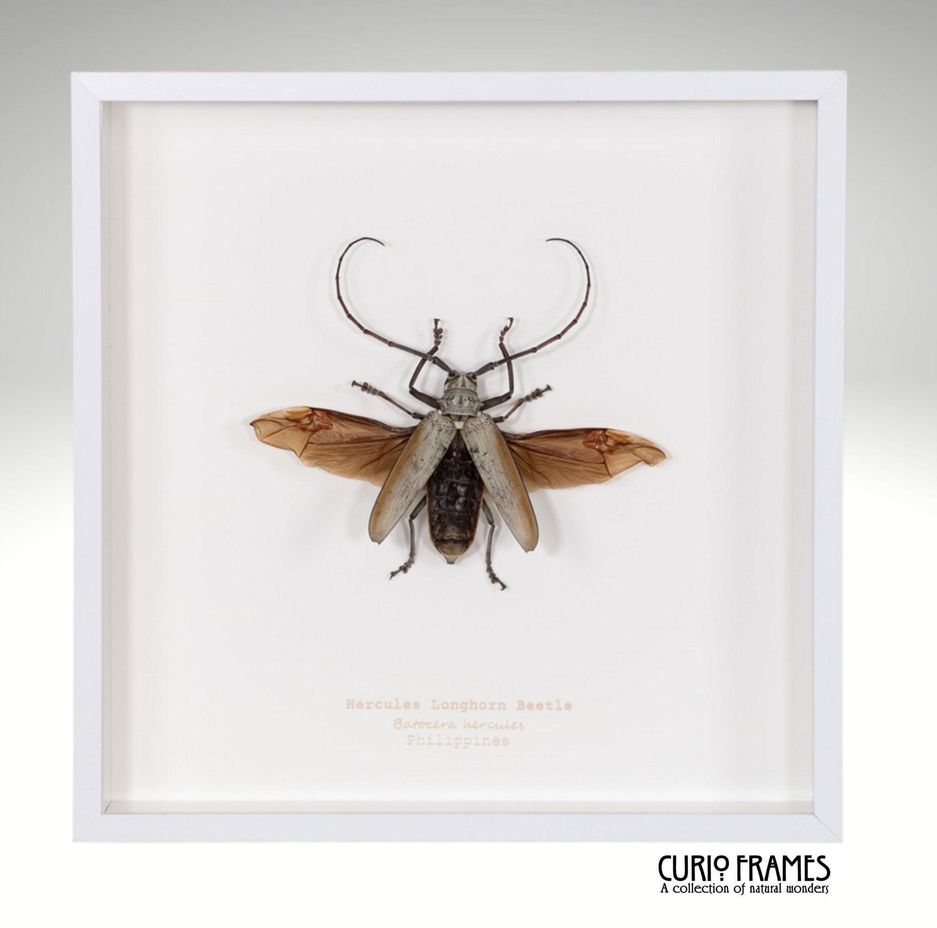 Hercules Longhorn Beetle