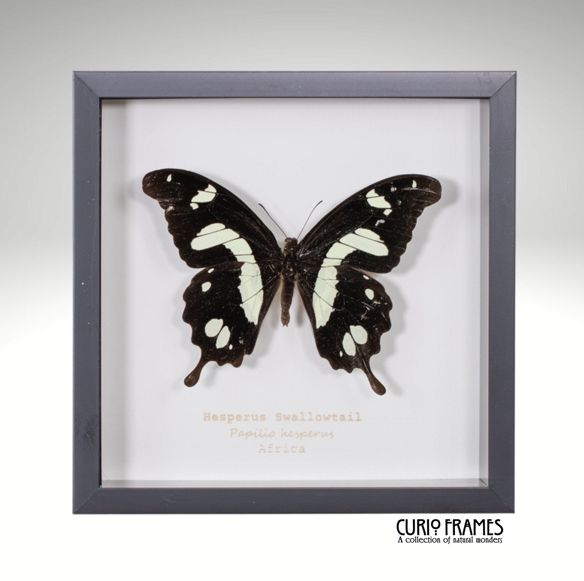 Hesperus Swallowtail