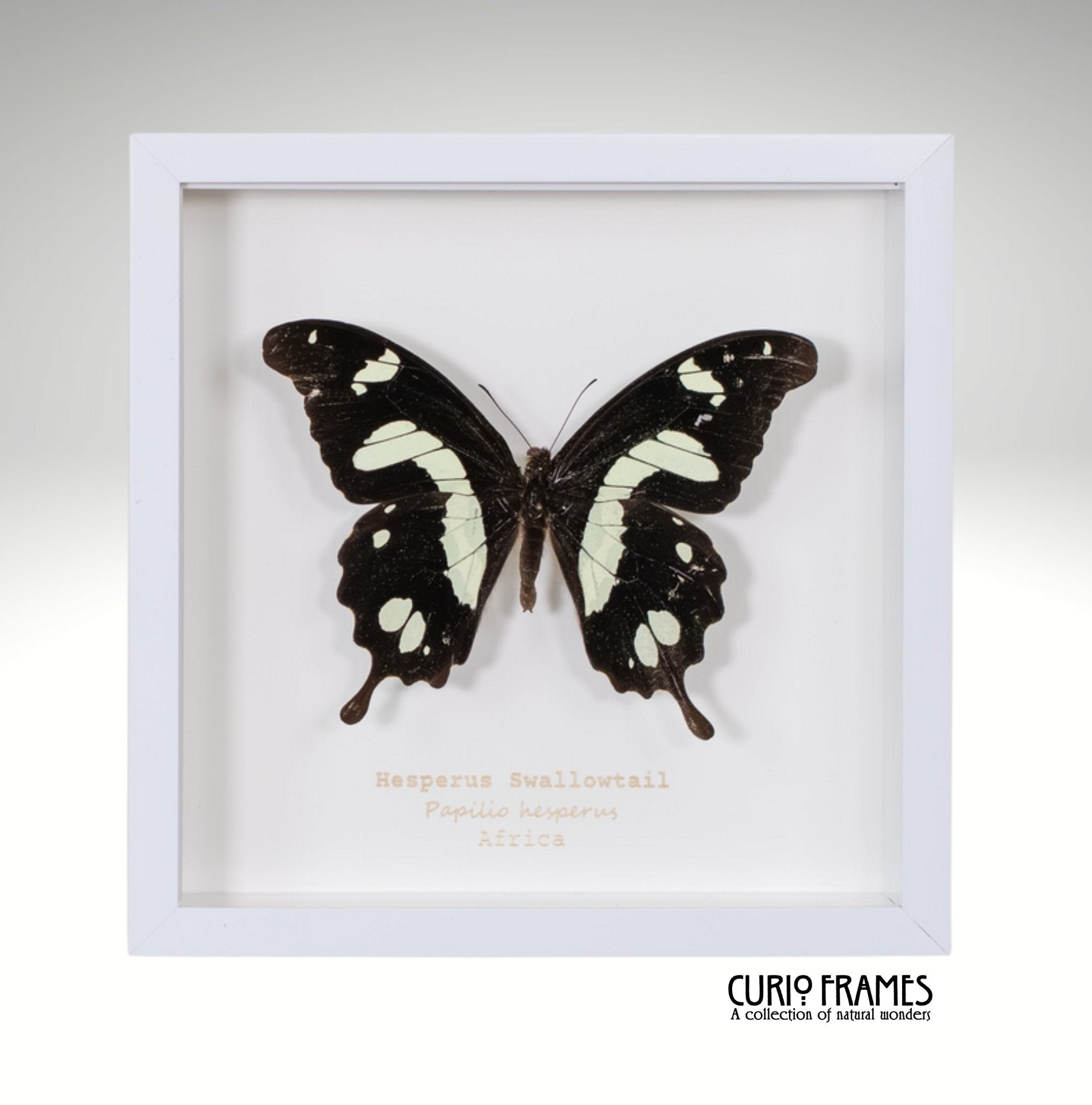 Hesperus Swallowtail