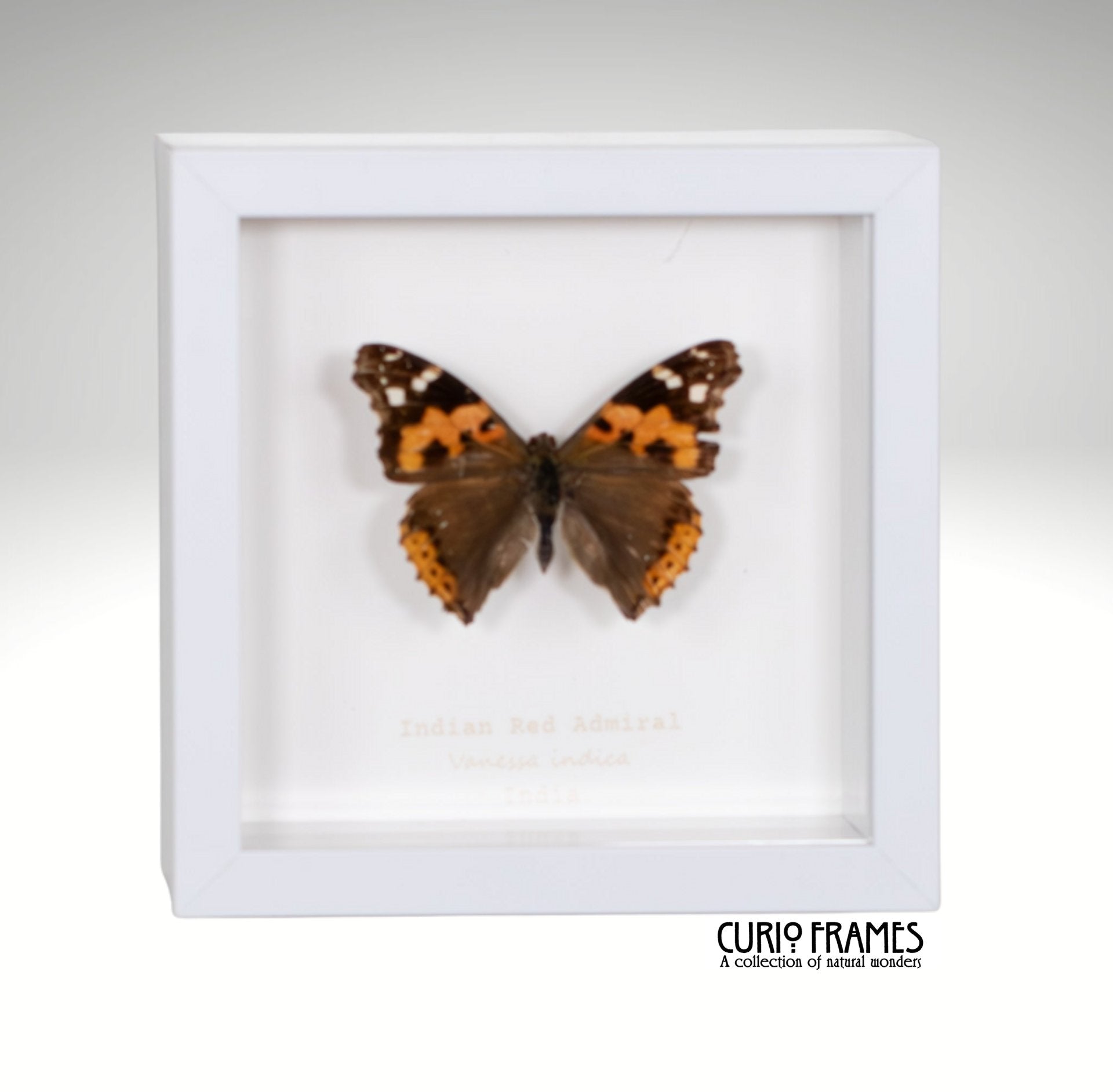 Red Admiral (Indian)