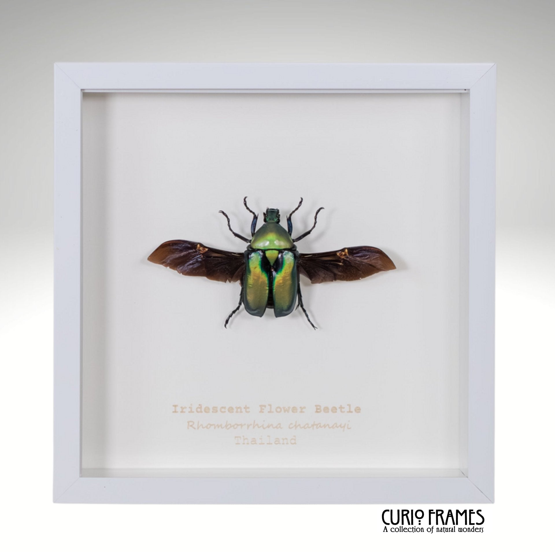 Iridescent Flower Beetle