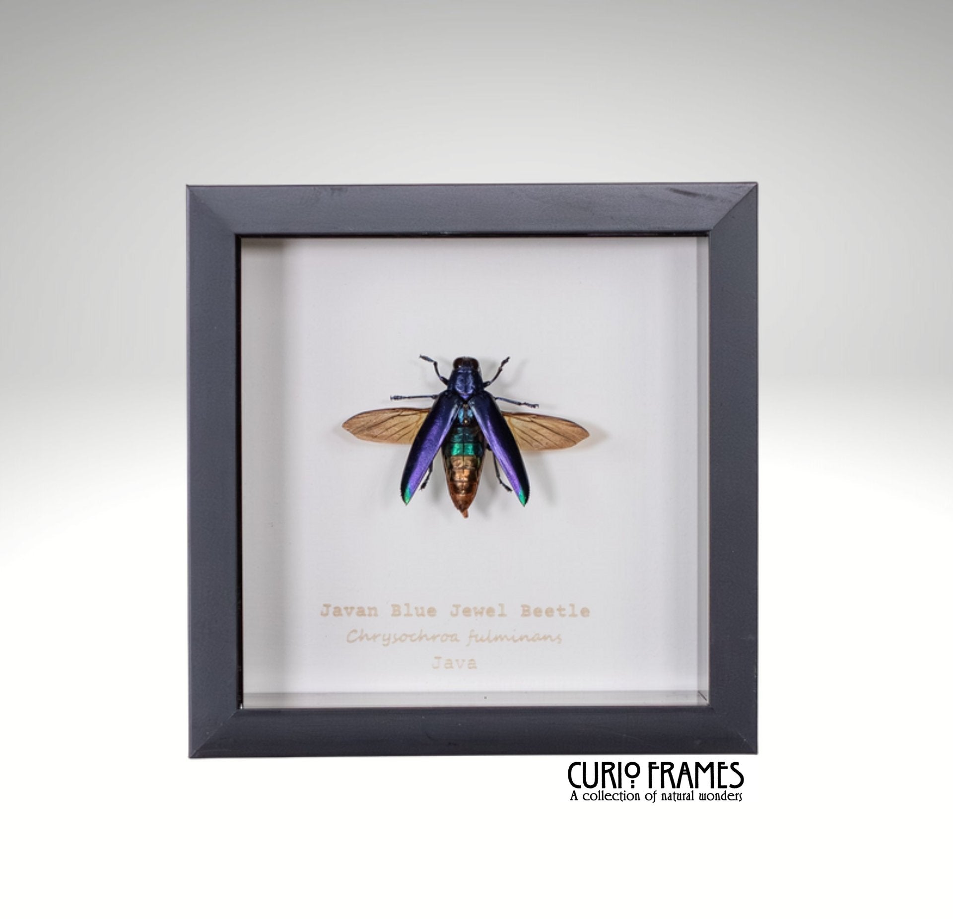 Javan Blue Jewel Beetle