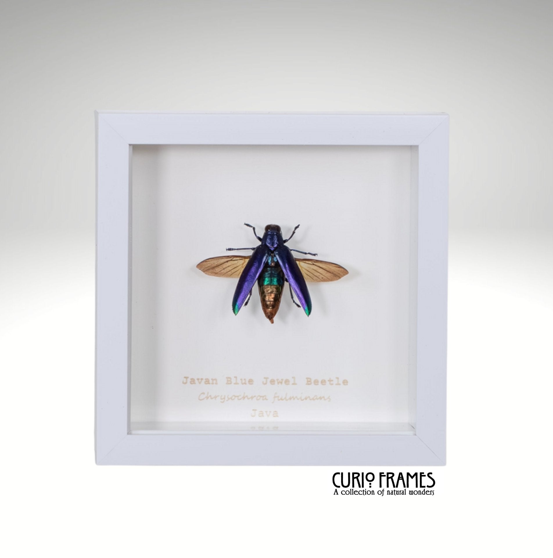 Javan Blue Jewel Beetle