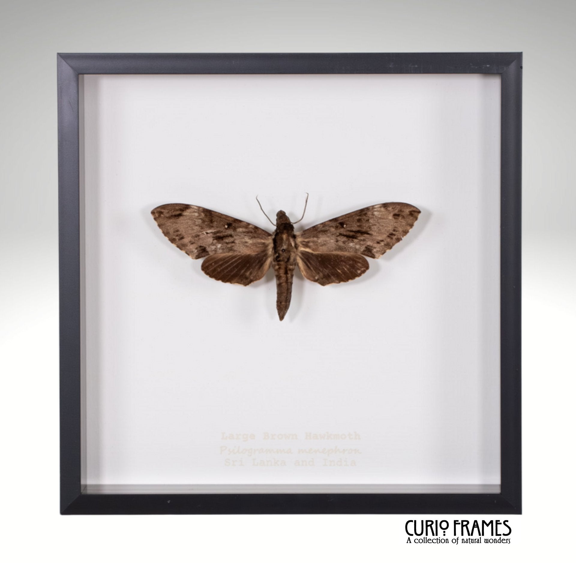 Large Brown Hawkmoth
