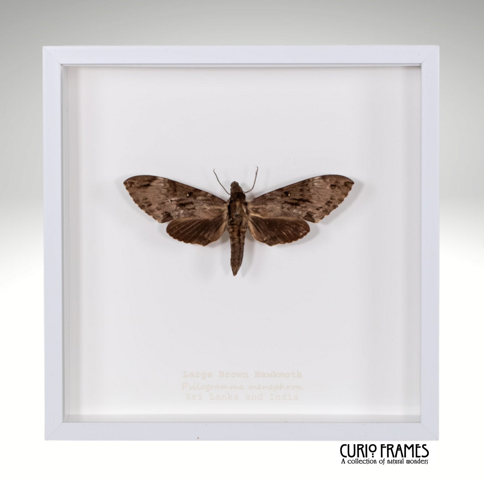 Large Brown Hawkmoth