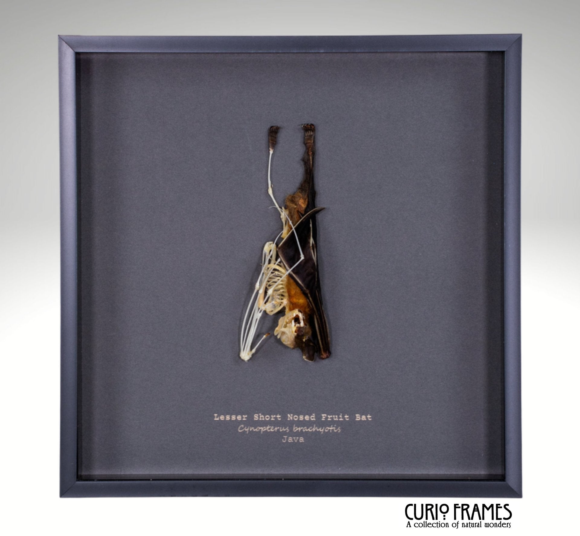 Lesser Short-Nosed Fruit Bat Half Skeleton