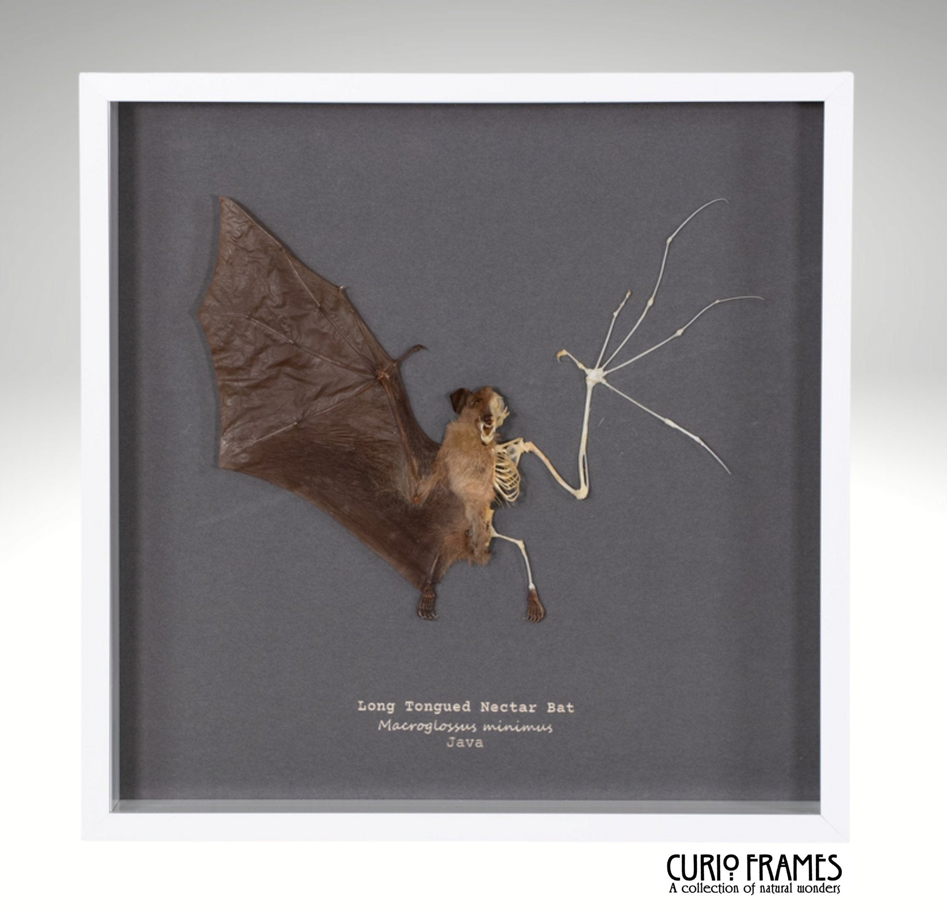 Long Tongued Nectar Bat (half skeleton)