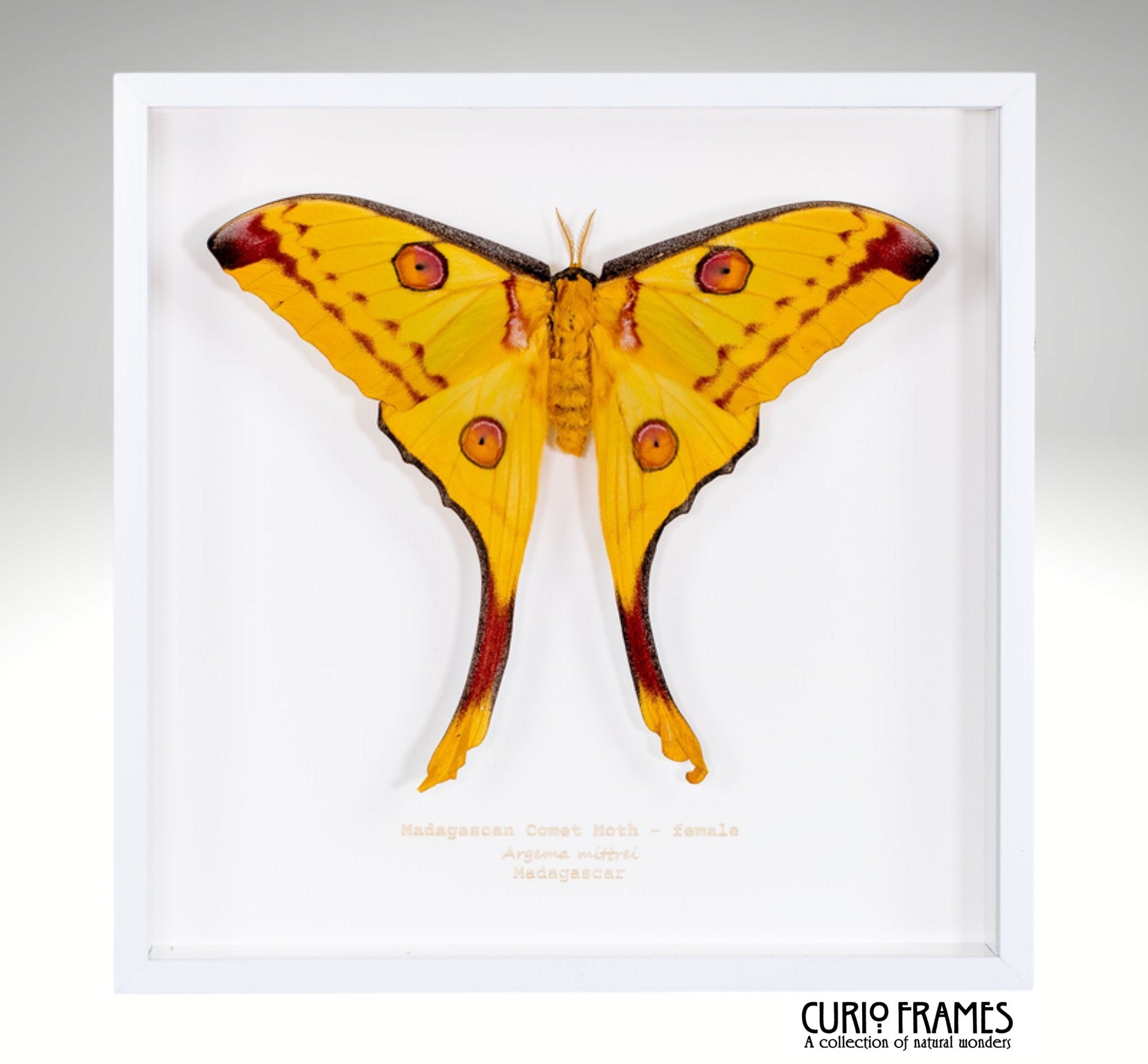 Madagascan Comet Moth (female)