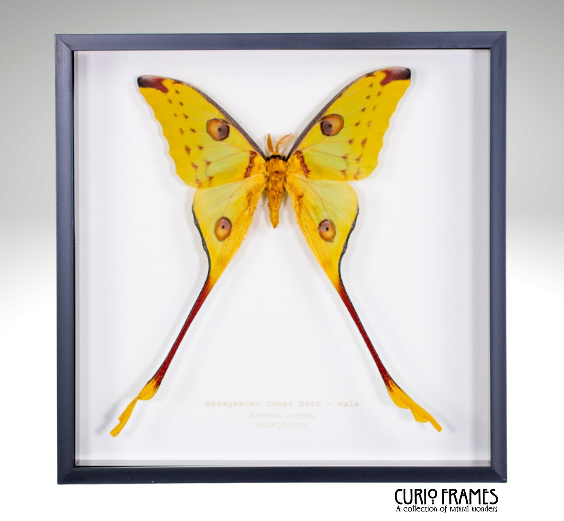 Madagascan Comet Moth (male)