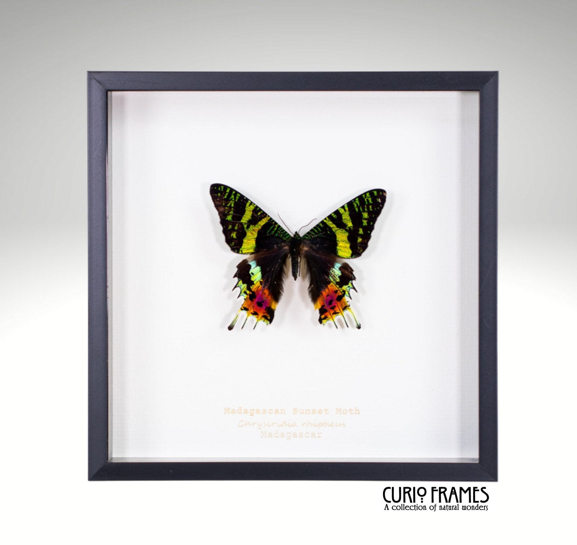 Madagascan Sunset Moth (Large)