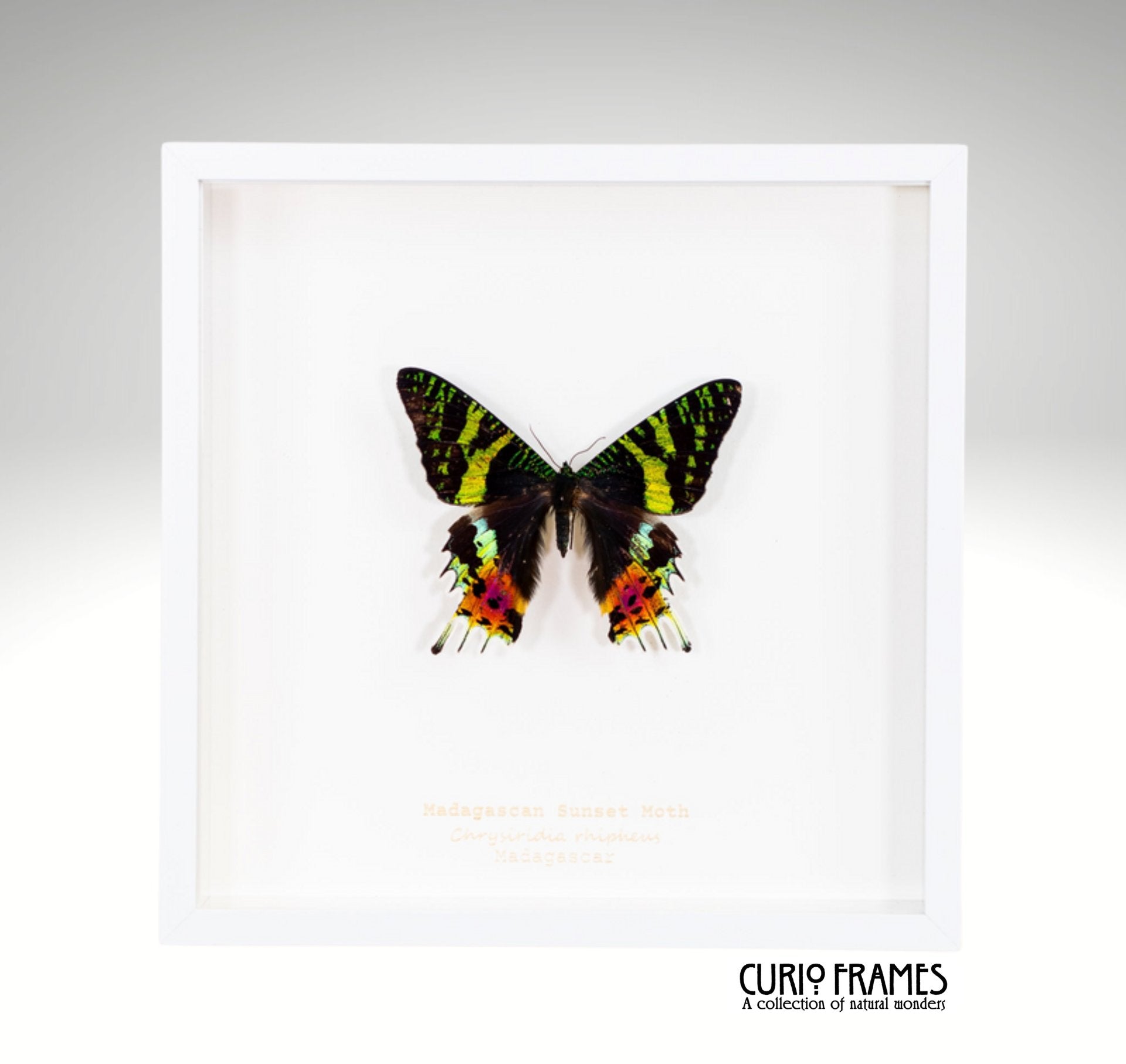 Madagascan Sunset Moth (Large)