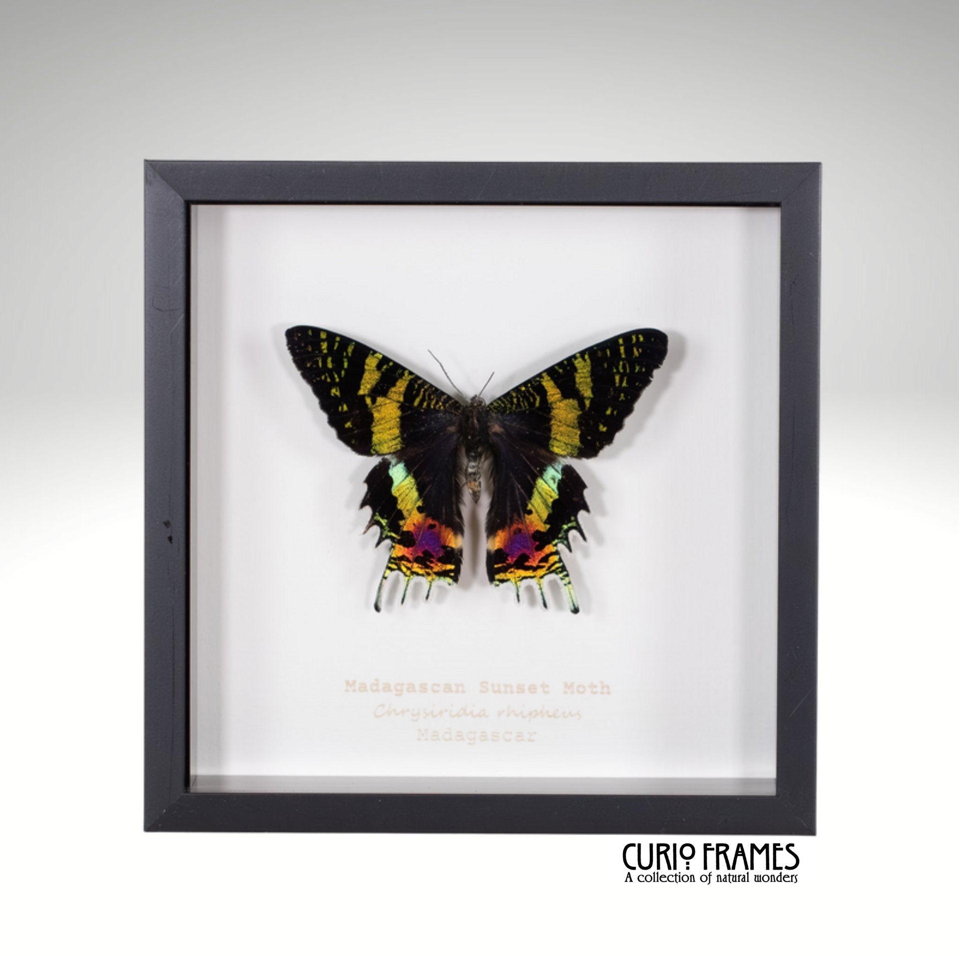 Madagascan Sunset Moth