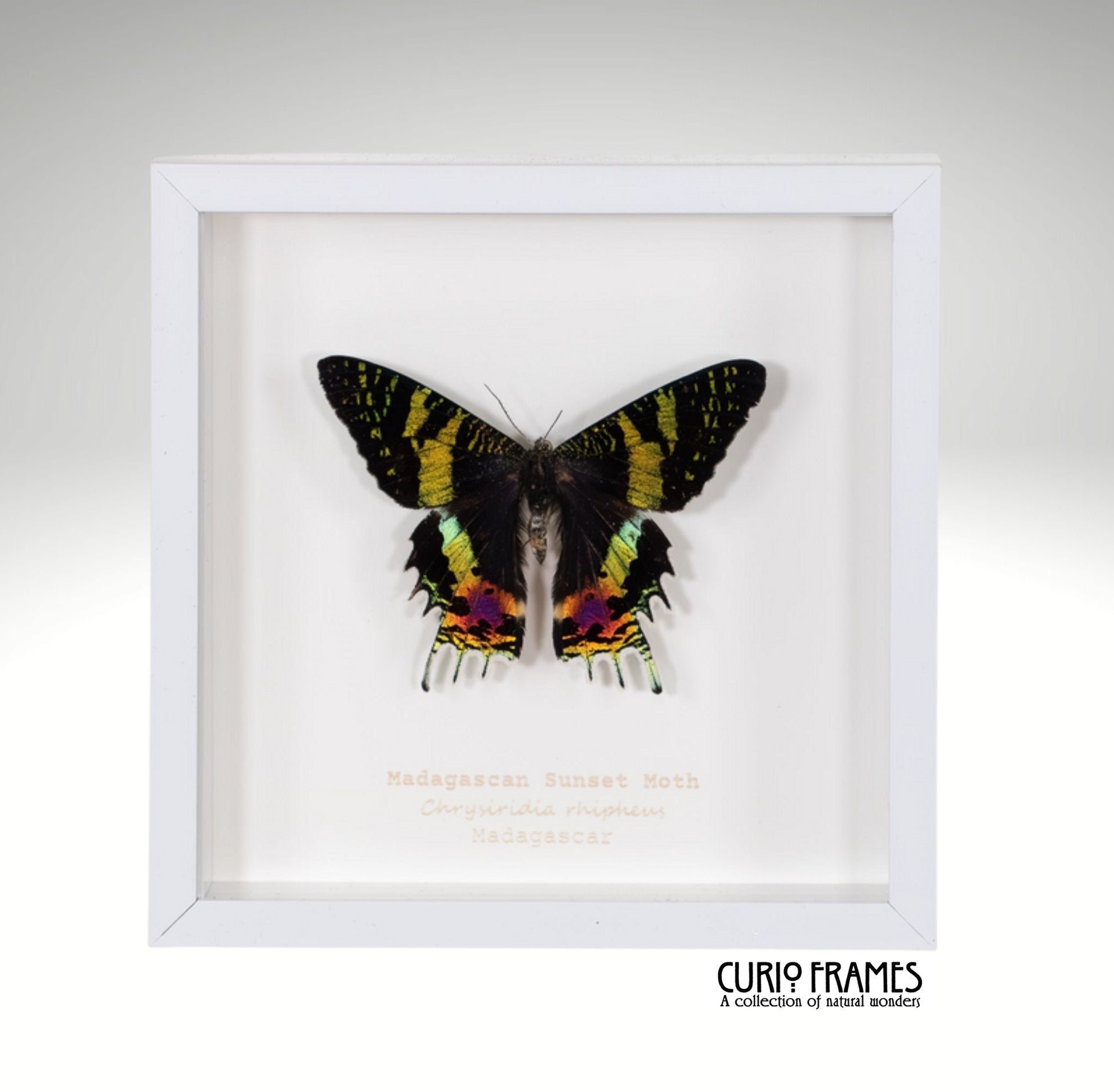 Madagascan Sunset Moth