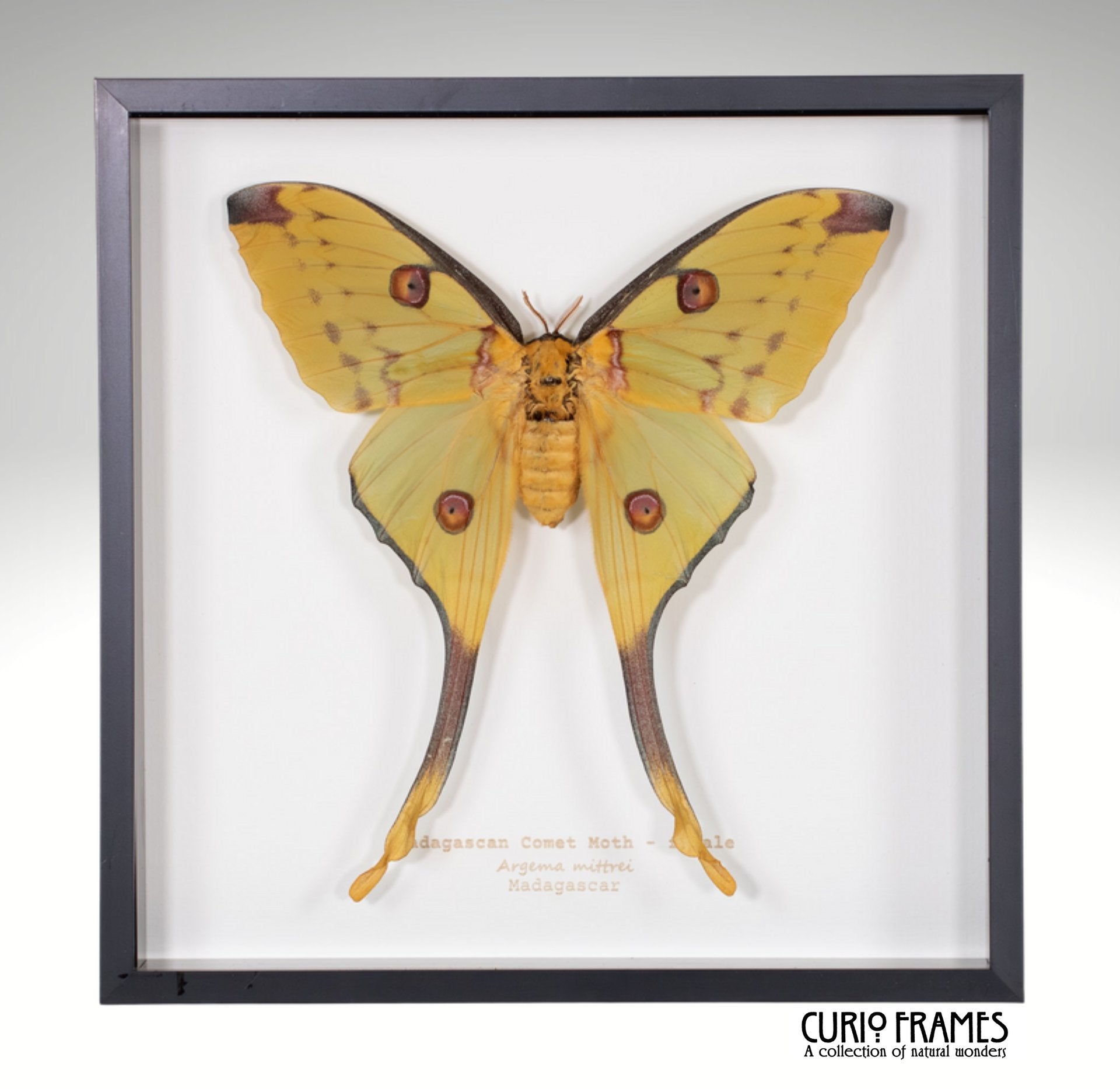 Madagascan Comet Moth (female)