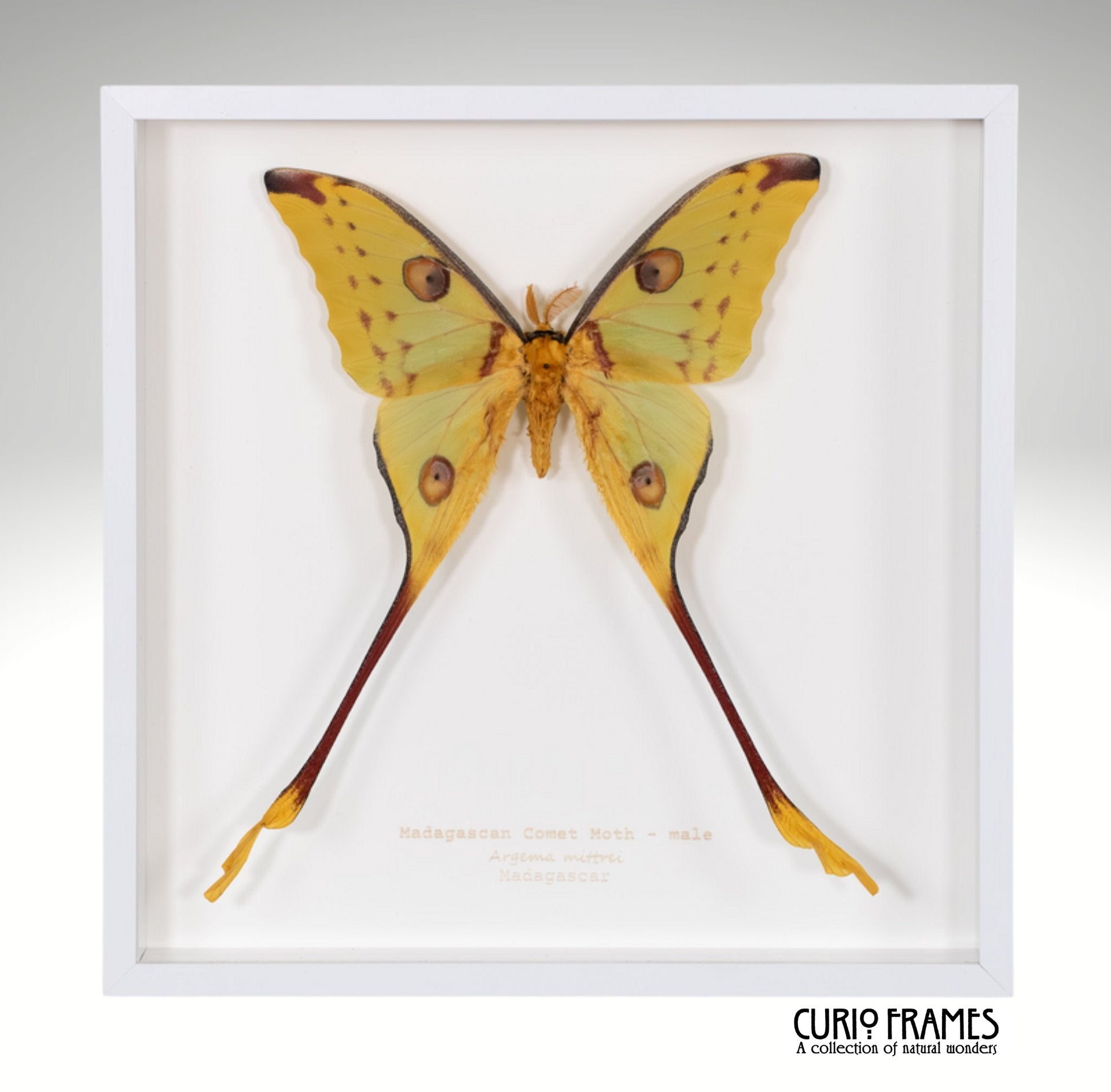 Madagascan Comet Moth (male)